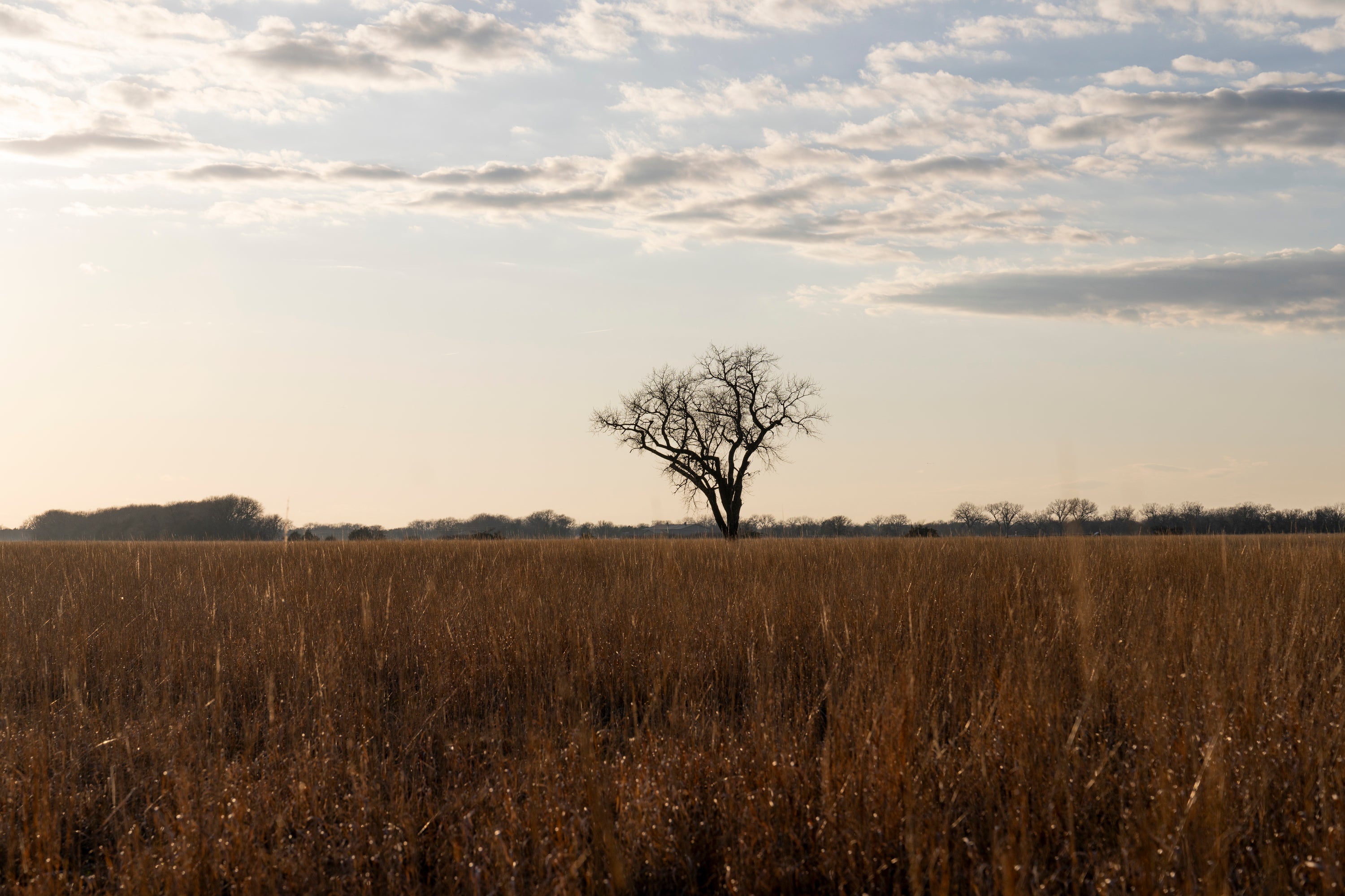 landscape at dawn of grassland with a single bare tree