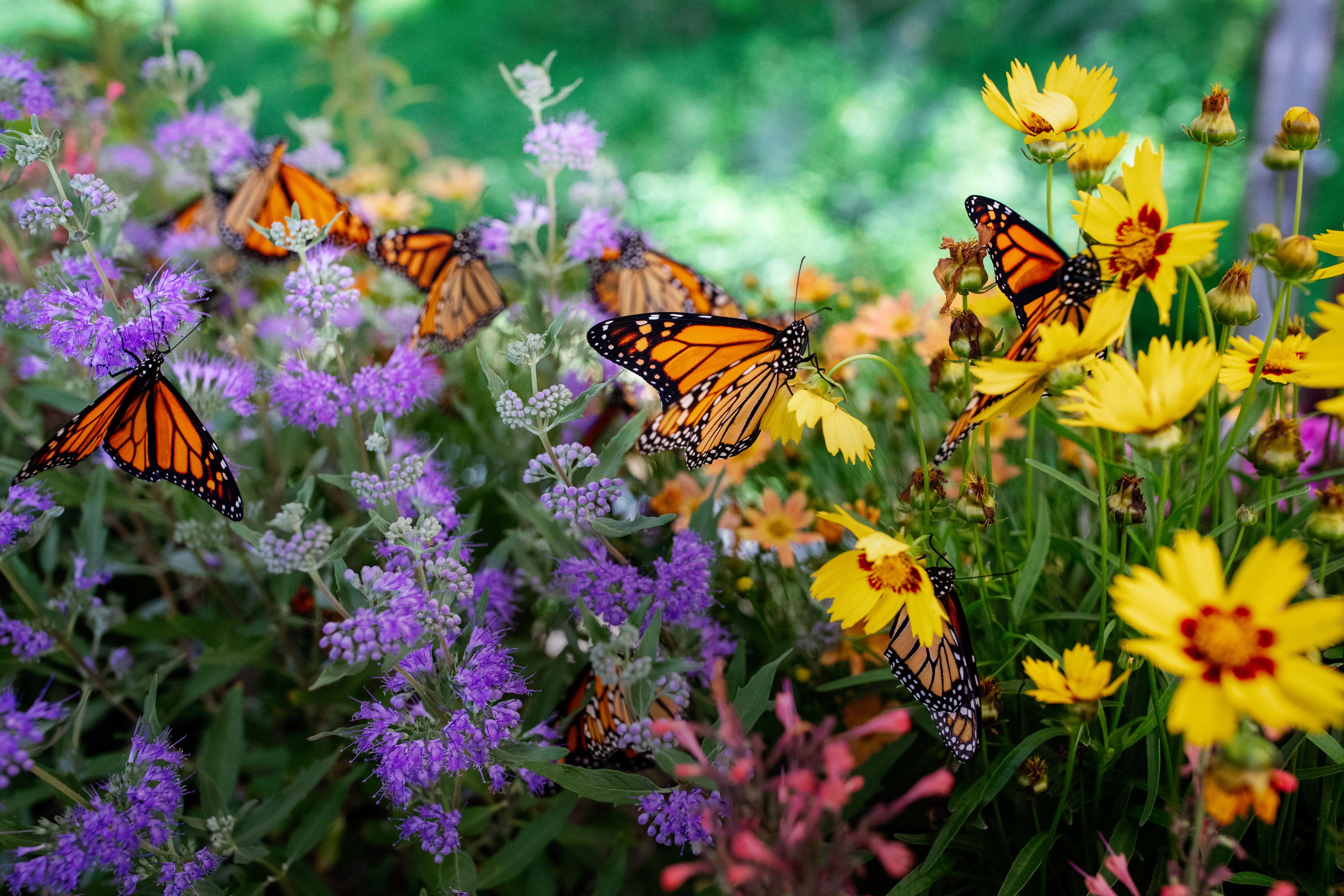 Monarch butterflies on flowers.