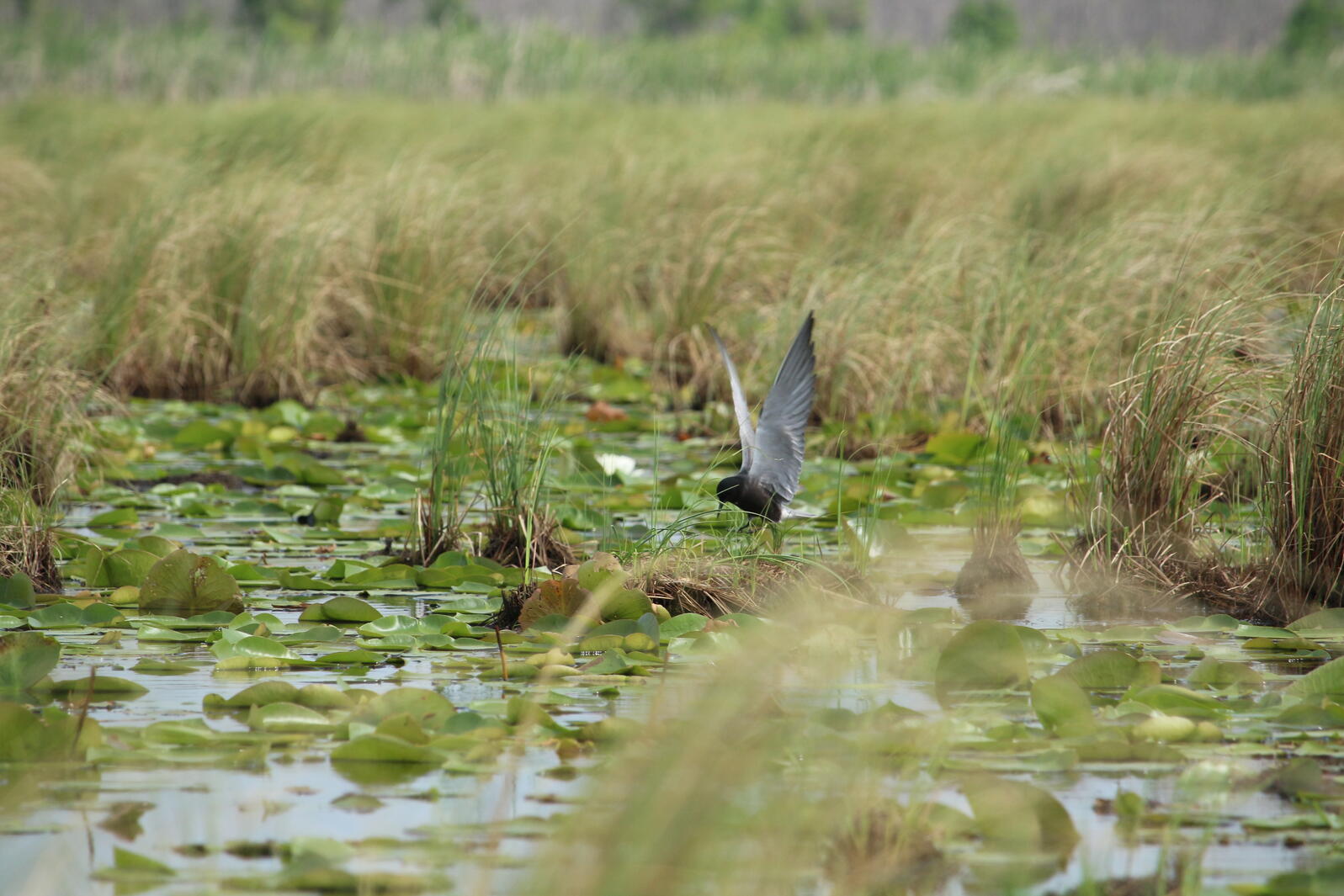 Black Tern in wetland habitat.