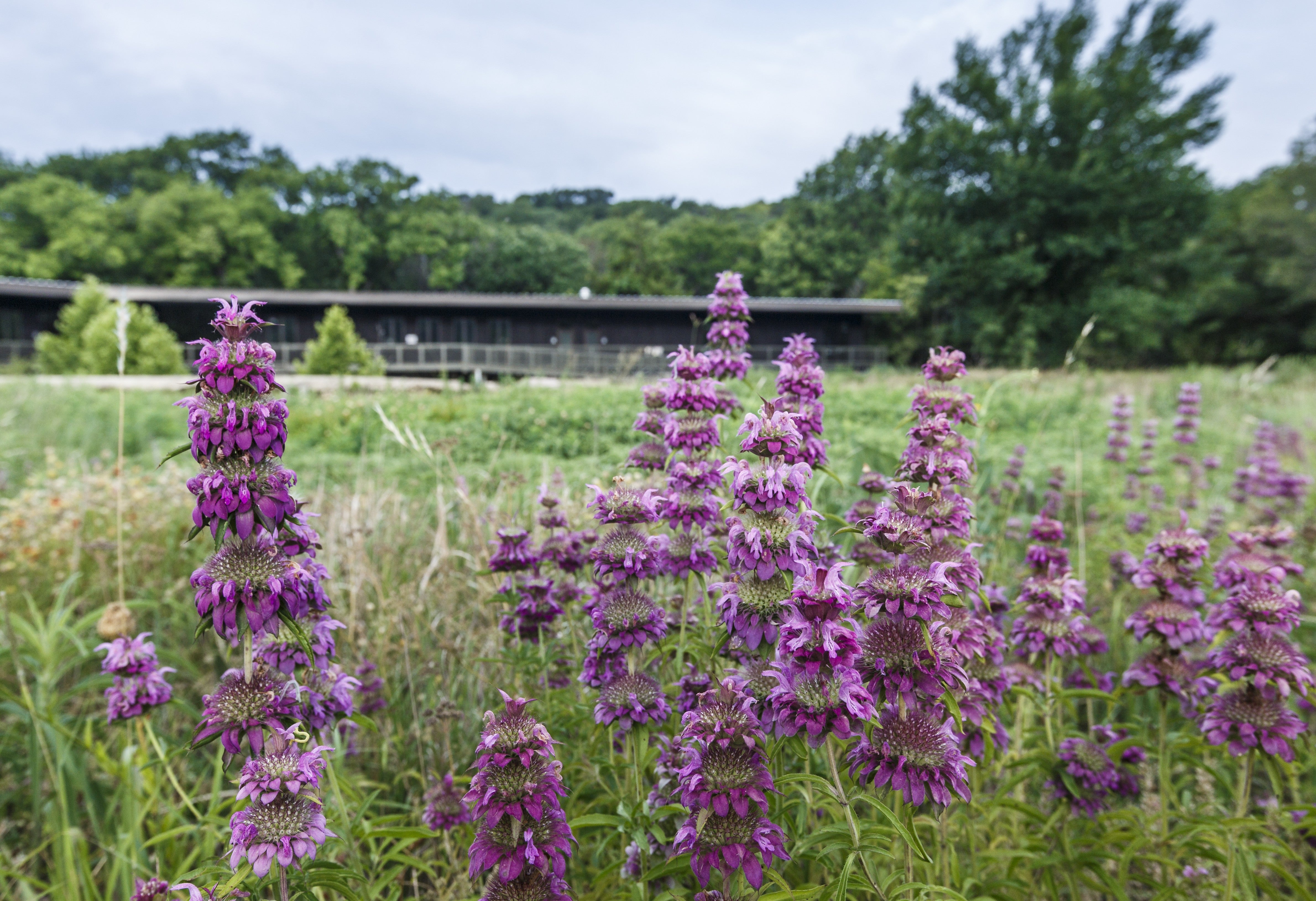 Purple horsemint flowers in foreground with Audubon center in background. 