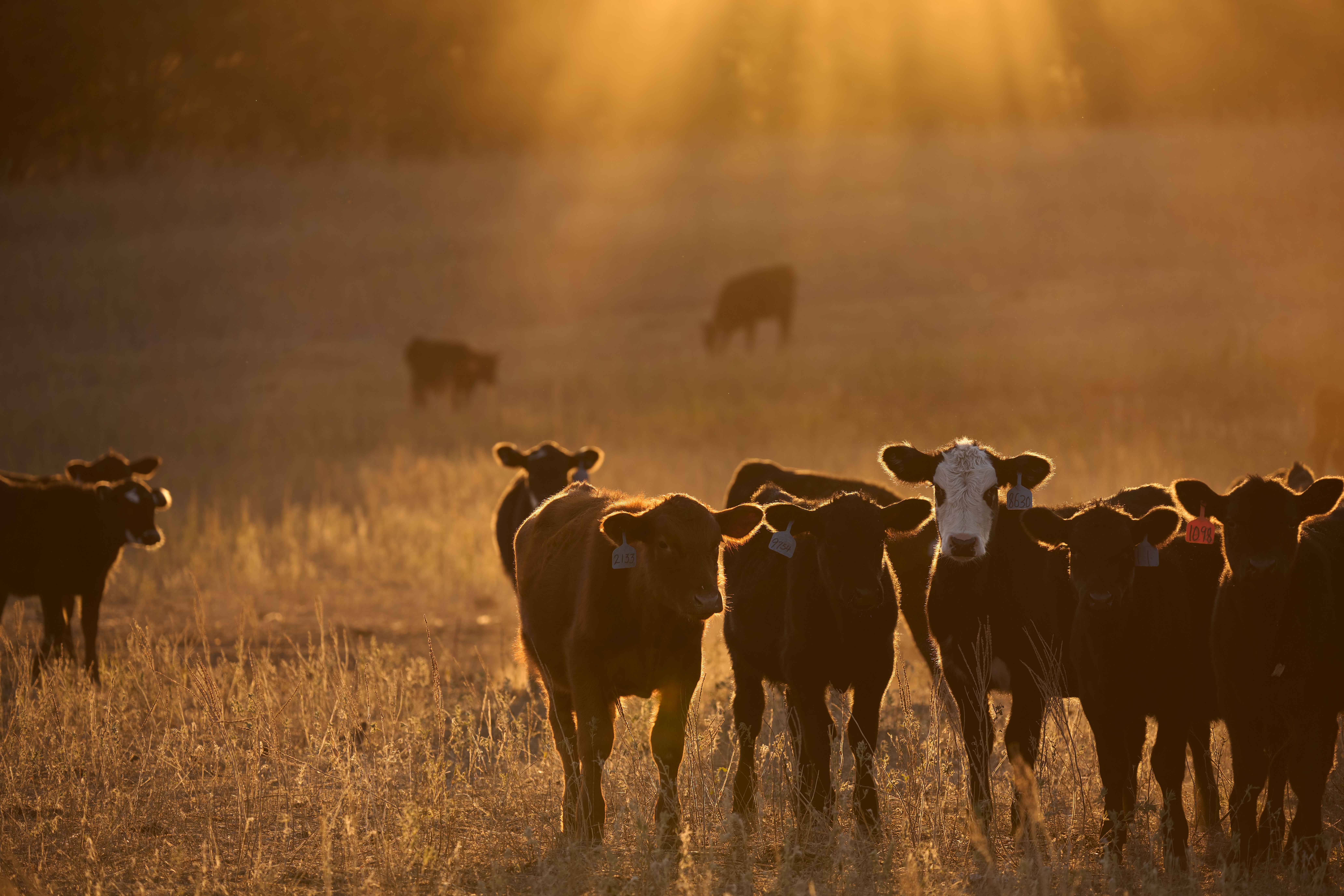 Audubon Conservation Ranching in the Great Plains | Audubon
