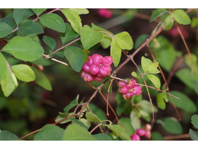 Coralberry plant with pink fruit. 