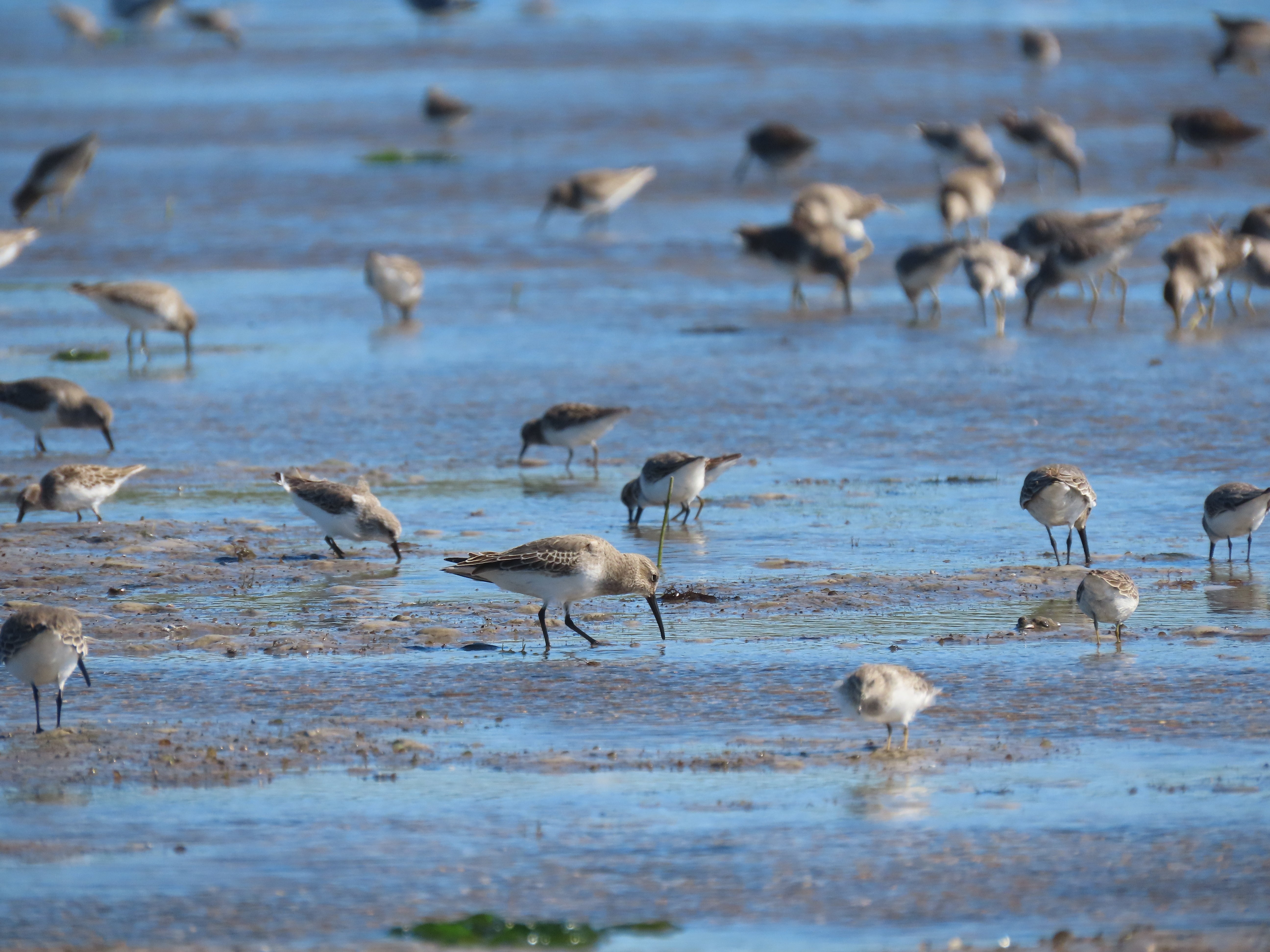 flock of dunlin on a mud flat