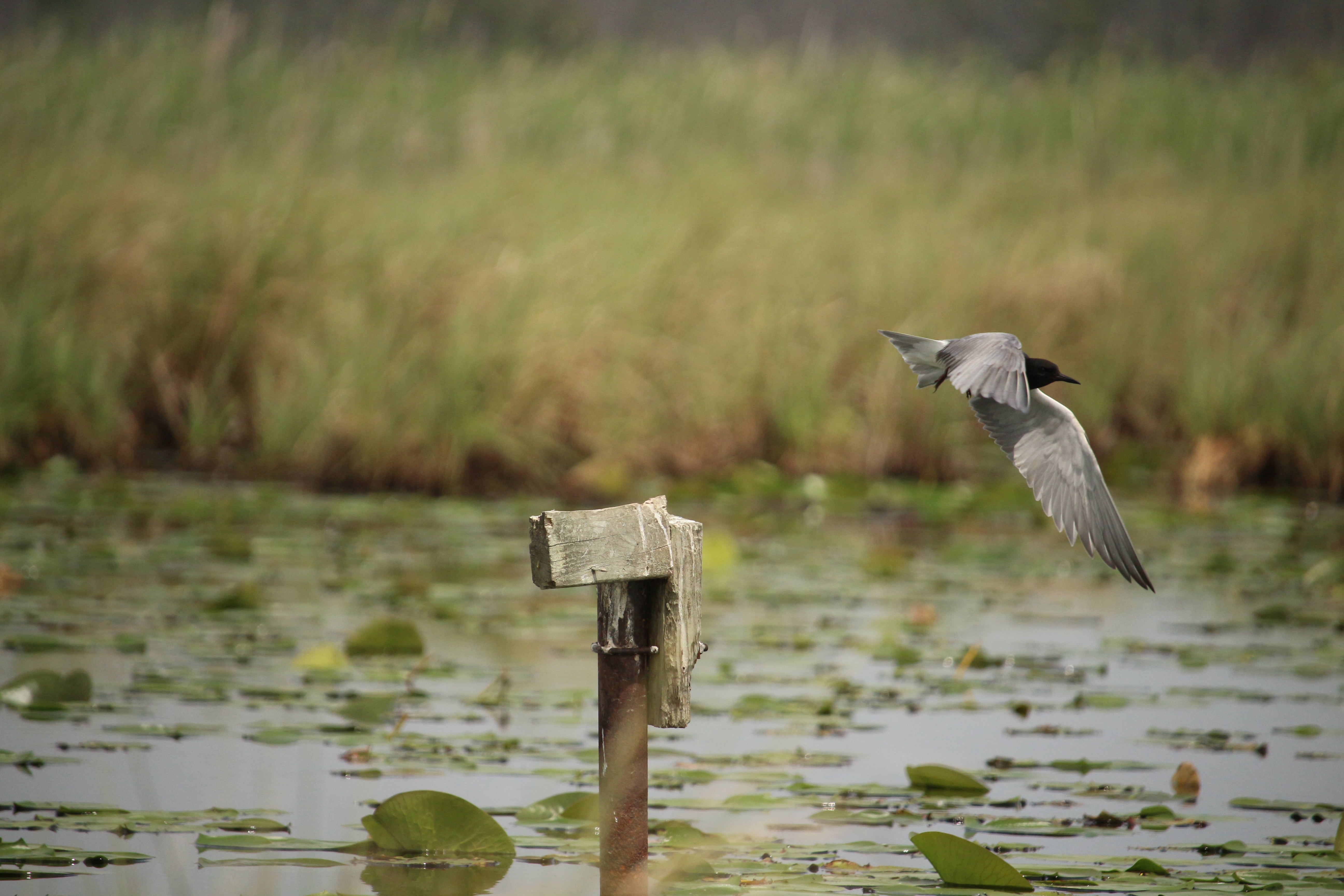 Black Tern in flight.