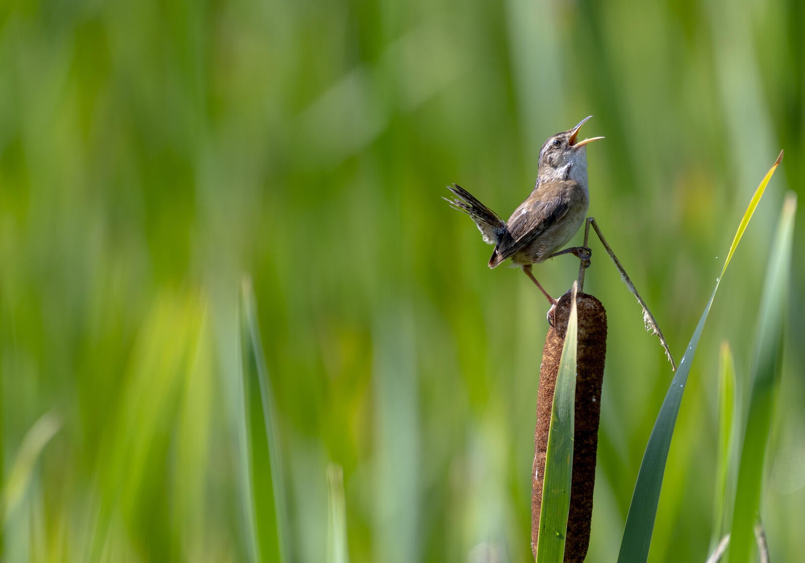 Marsh Wren on cattail. 