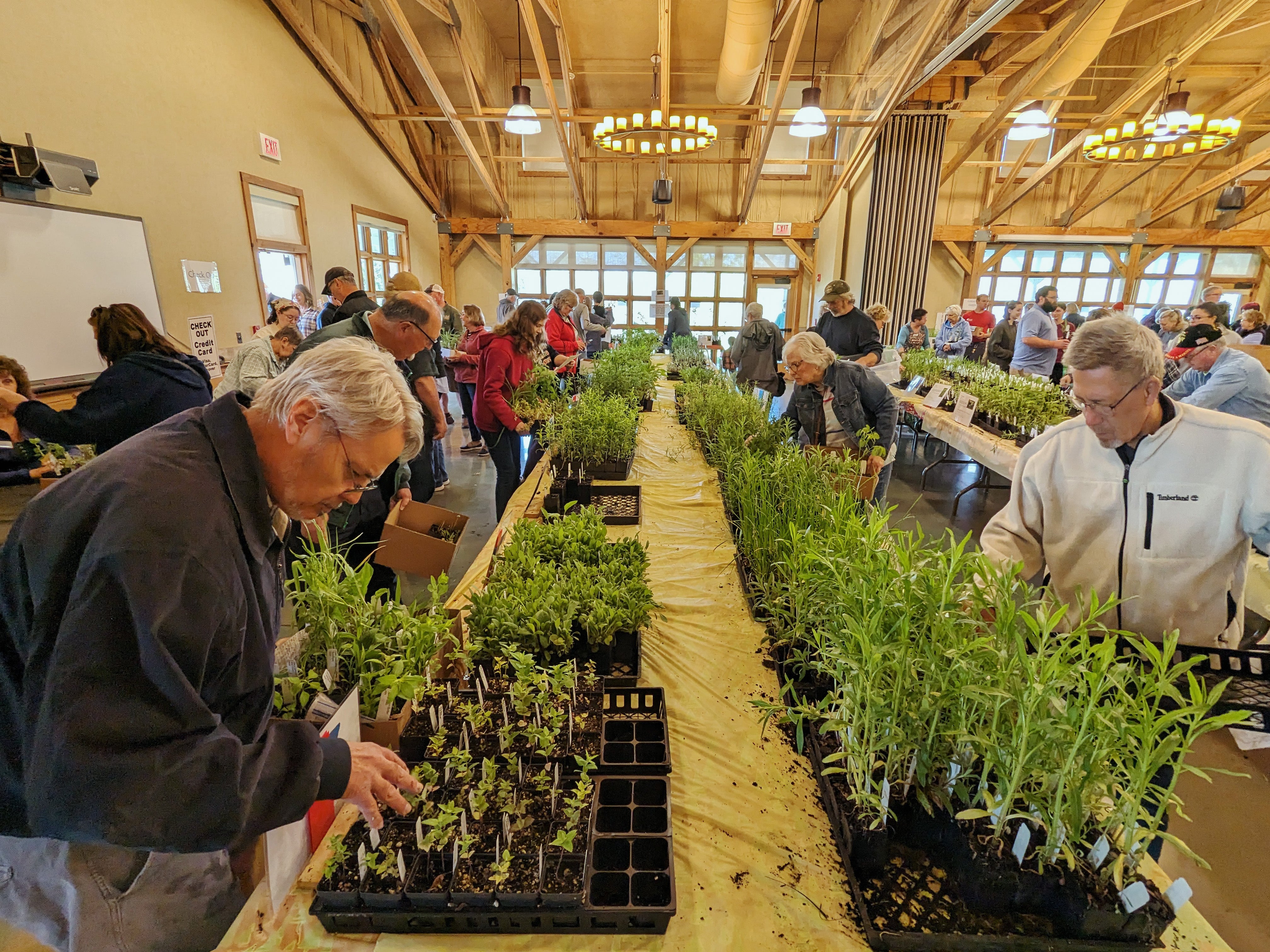 Shoppers look through rows of native plant plugs at Aullwood's Native Plant Sale.