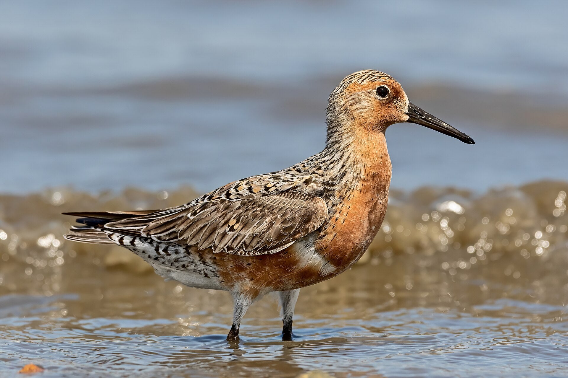 Red Knot wading in shallow water.