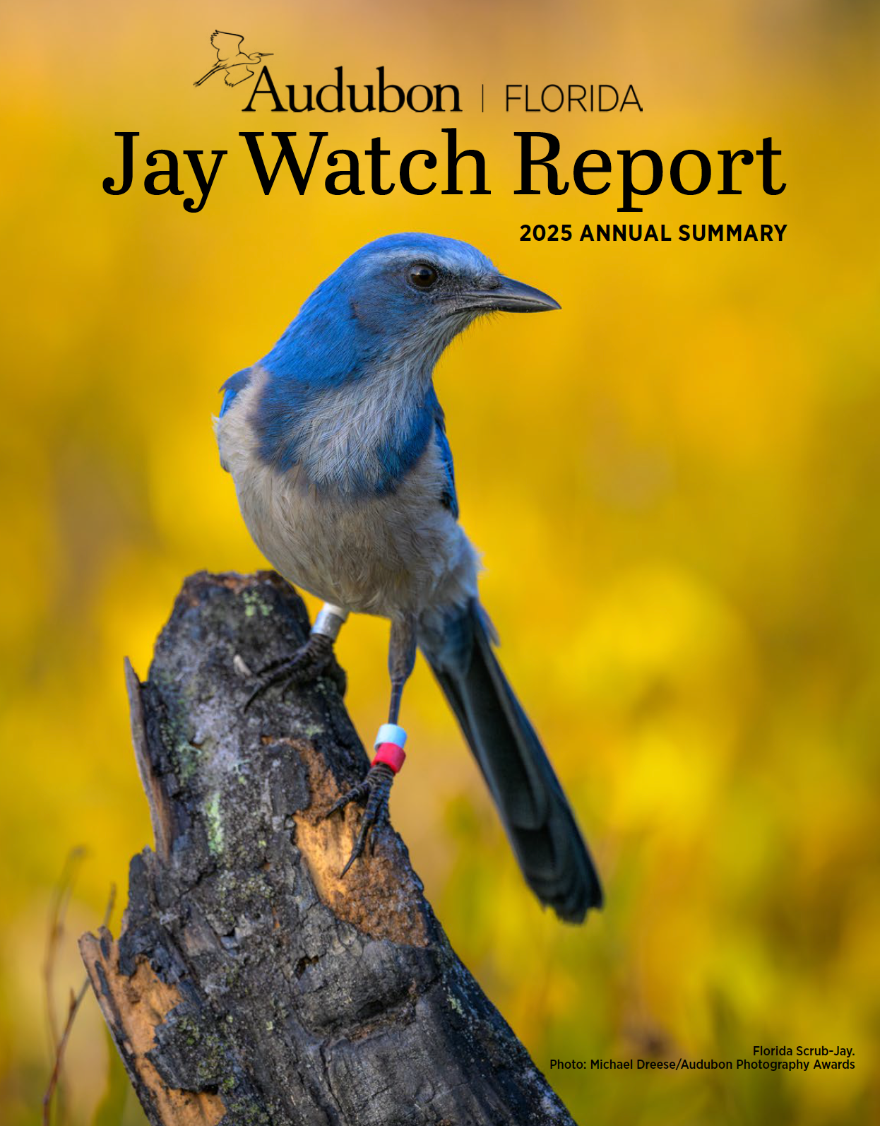 cover of the 2025 Jay Watch Report