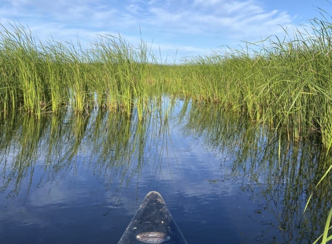Front of boat on water in wetland habitat. 