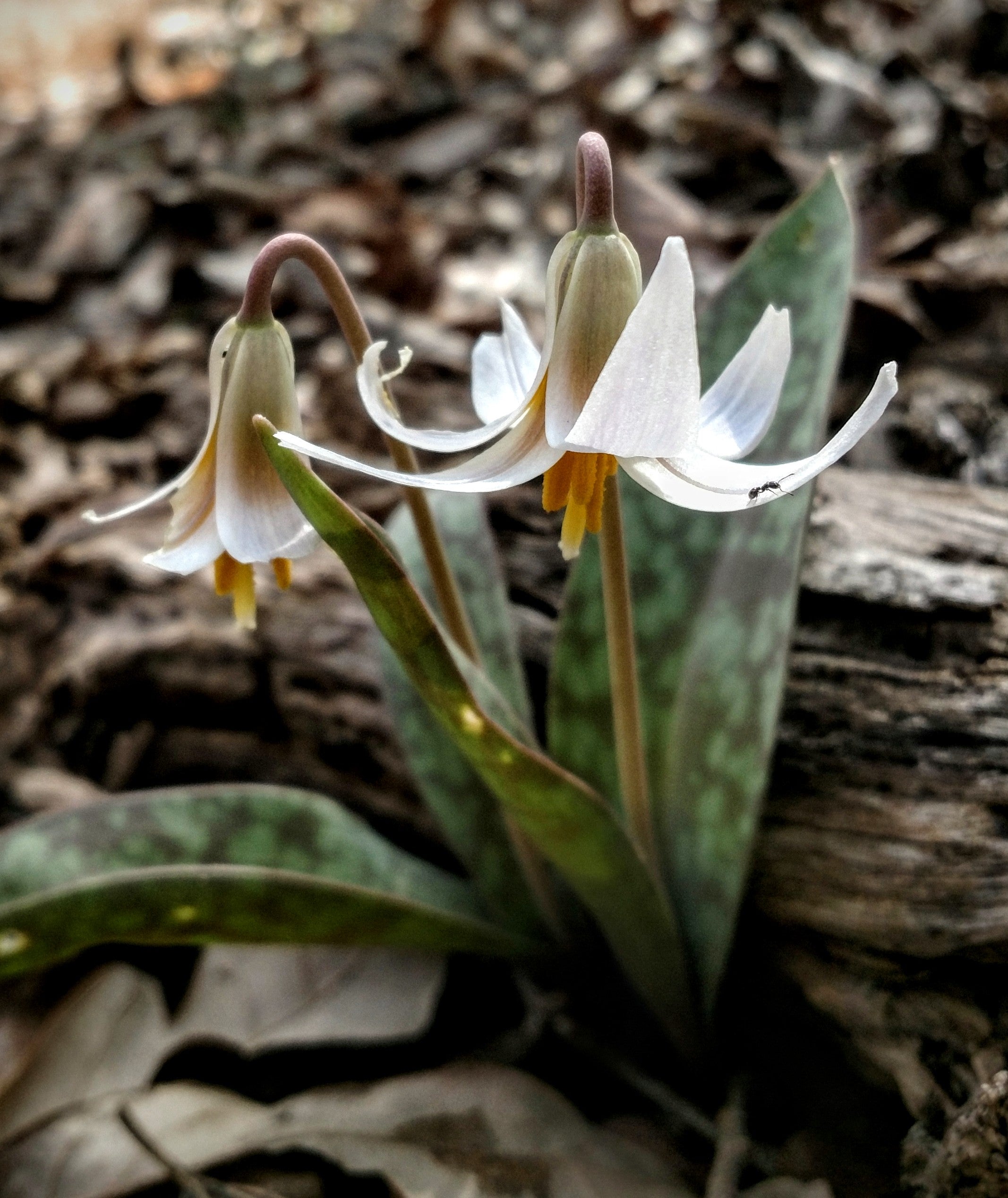 White Trout Lily plant in bloom. 