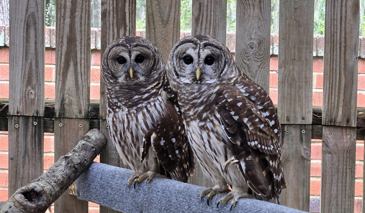 Two Barred Owls in an aviary