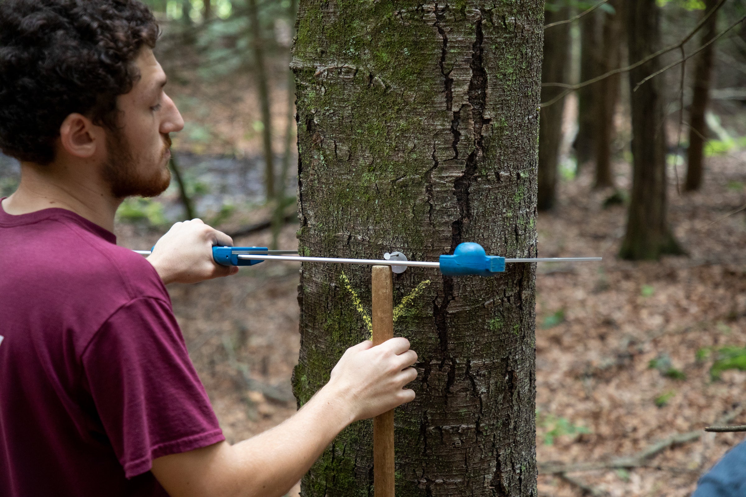 An intern uses a ruler device to measure the width of a tree. 