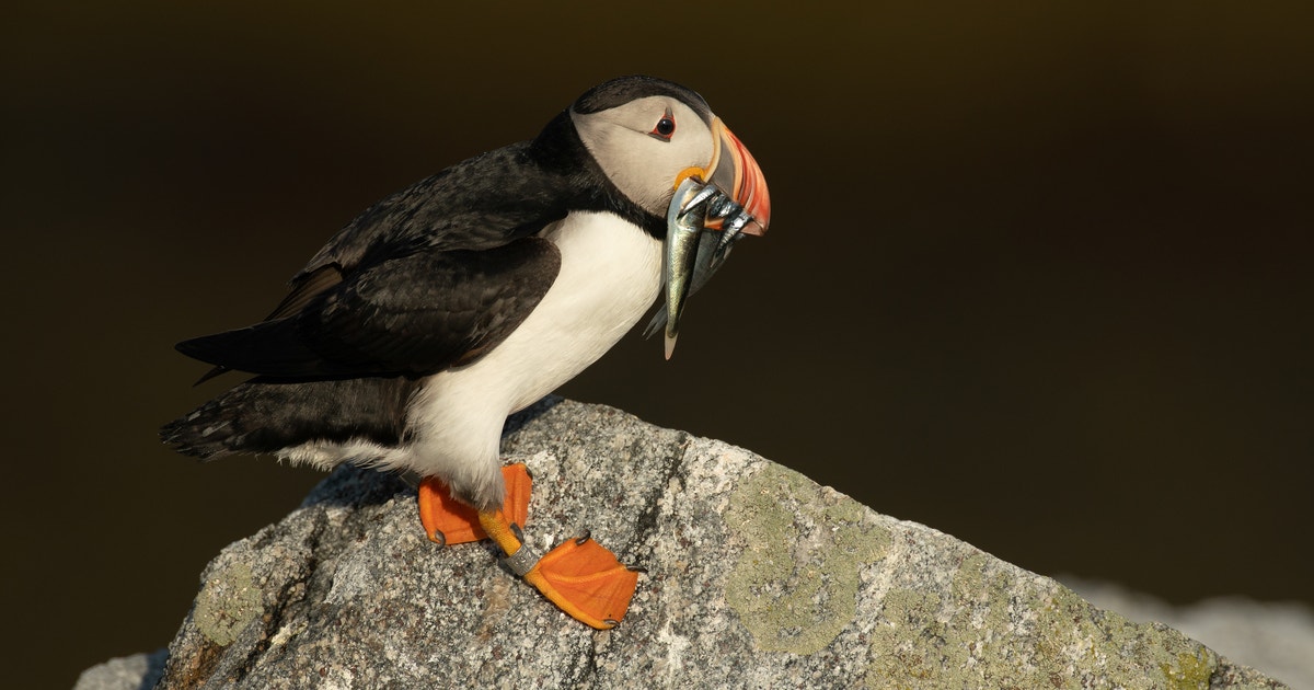 A Critical Stronghold for Atlantic Seabirds A Critical Stronghold for Atlantic Seabirds