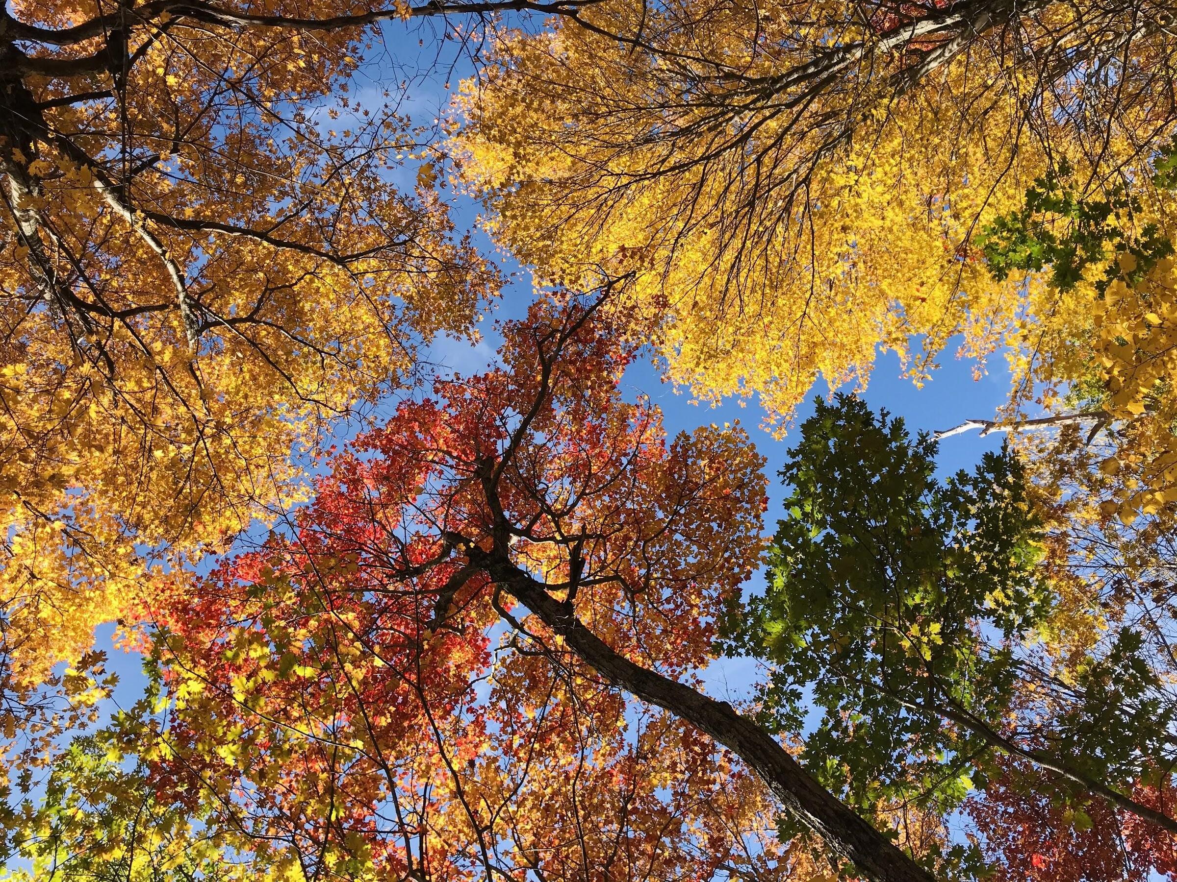 A photo looking up into the canopy of a forest of trees with orange and yellow leaves.
