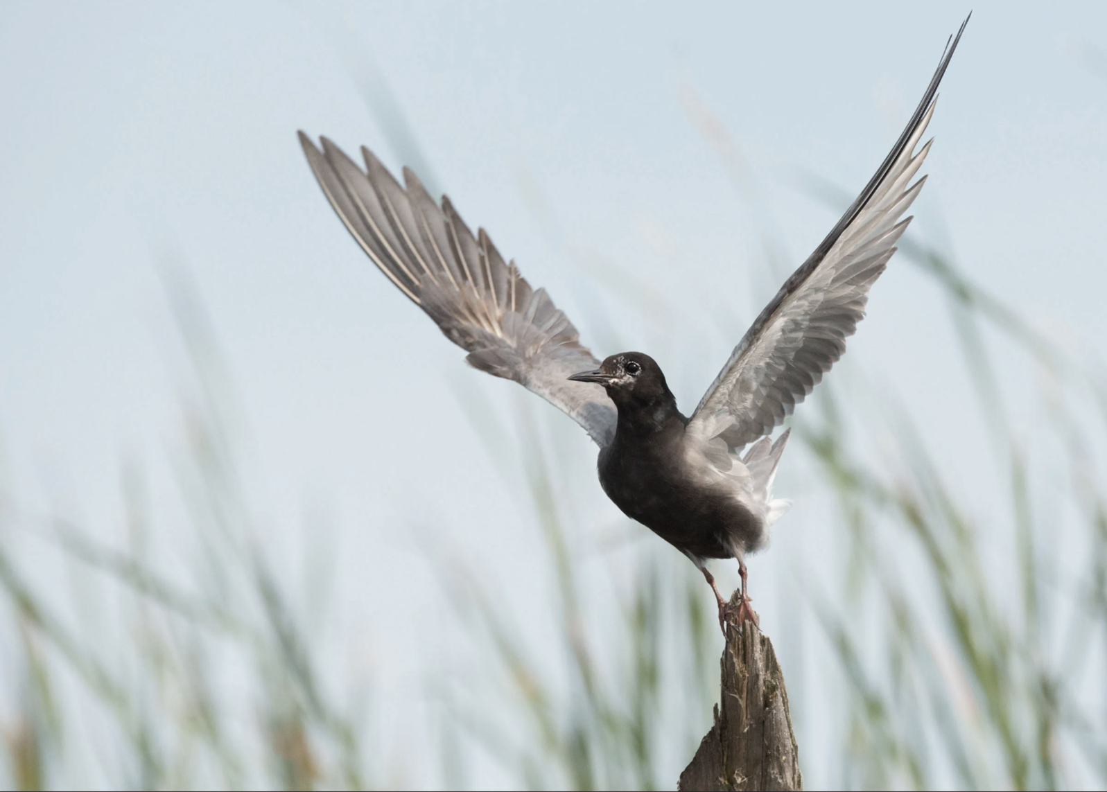 black tern