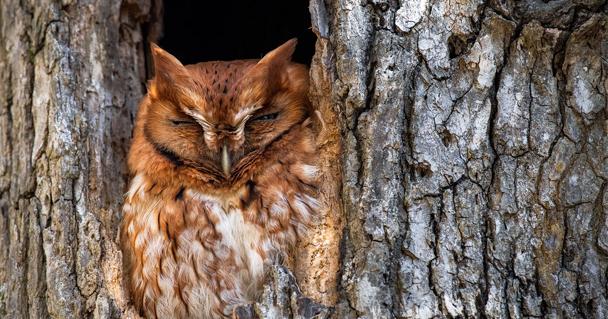 Meet the Owls of North America—and Learn a Fun Fact For Each Meet the Owls of North America—and Learn a Fun Fact For Each