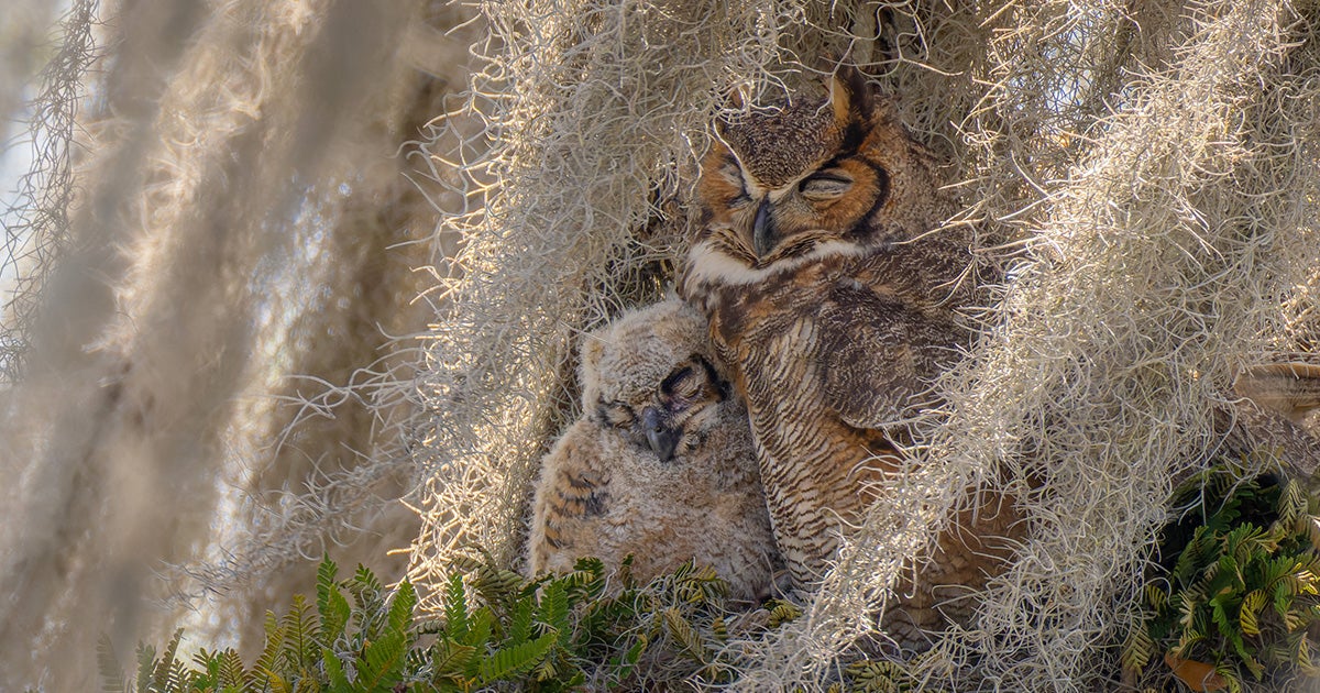 Got to These Precious Photos of Baby Birds Are Just What You Need article