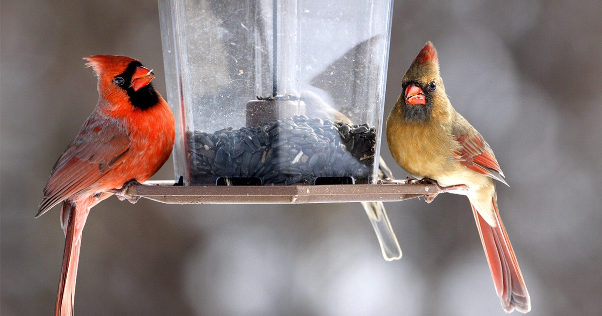 How to Attract Northern Cardinals to Your Home How to Attract Northern Cardinals to Your Home