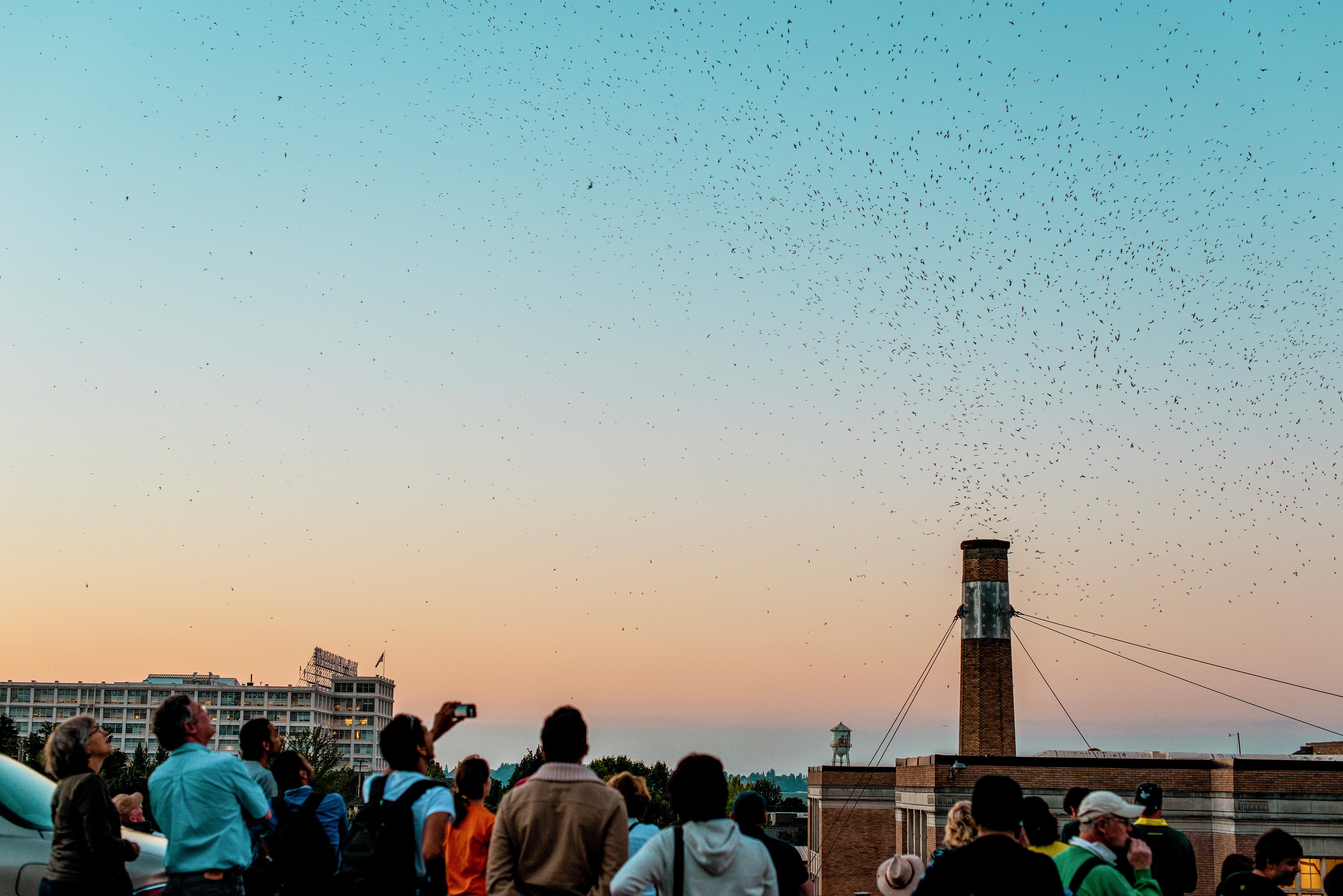 A crowd of people stand in the foreground watching a huge flock of birds fly around a brick chimney.