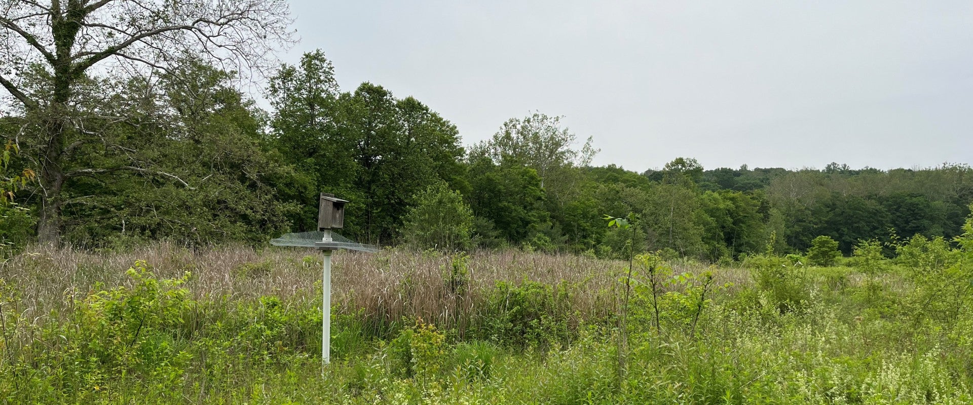 A photo of a meadow filled with plants and grasses