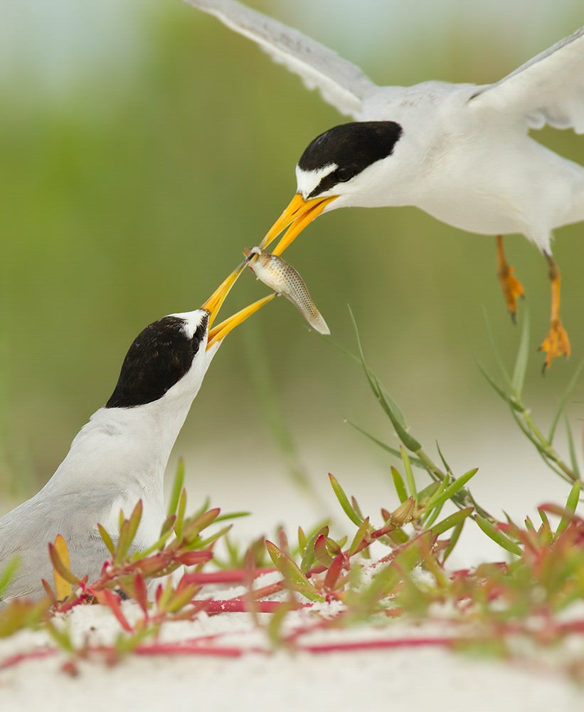 A black and white seabird hands a fish to it's mate who's sitting on a nest in the sand