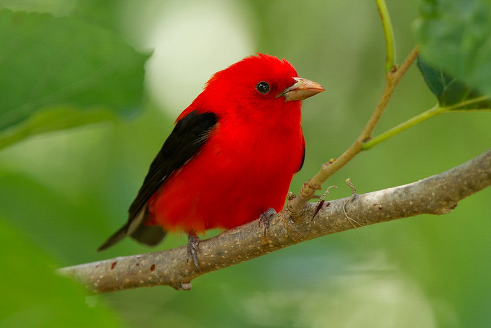 Scarlet tanager.