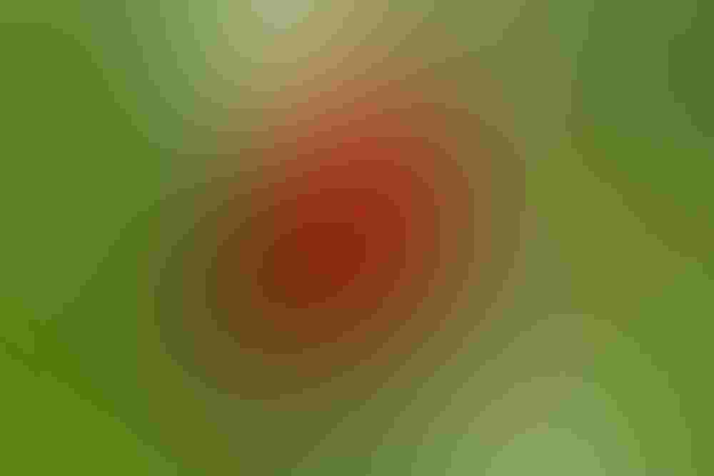 Scarlet tanager. Photo: Linda Steele Scarlet tanager.