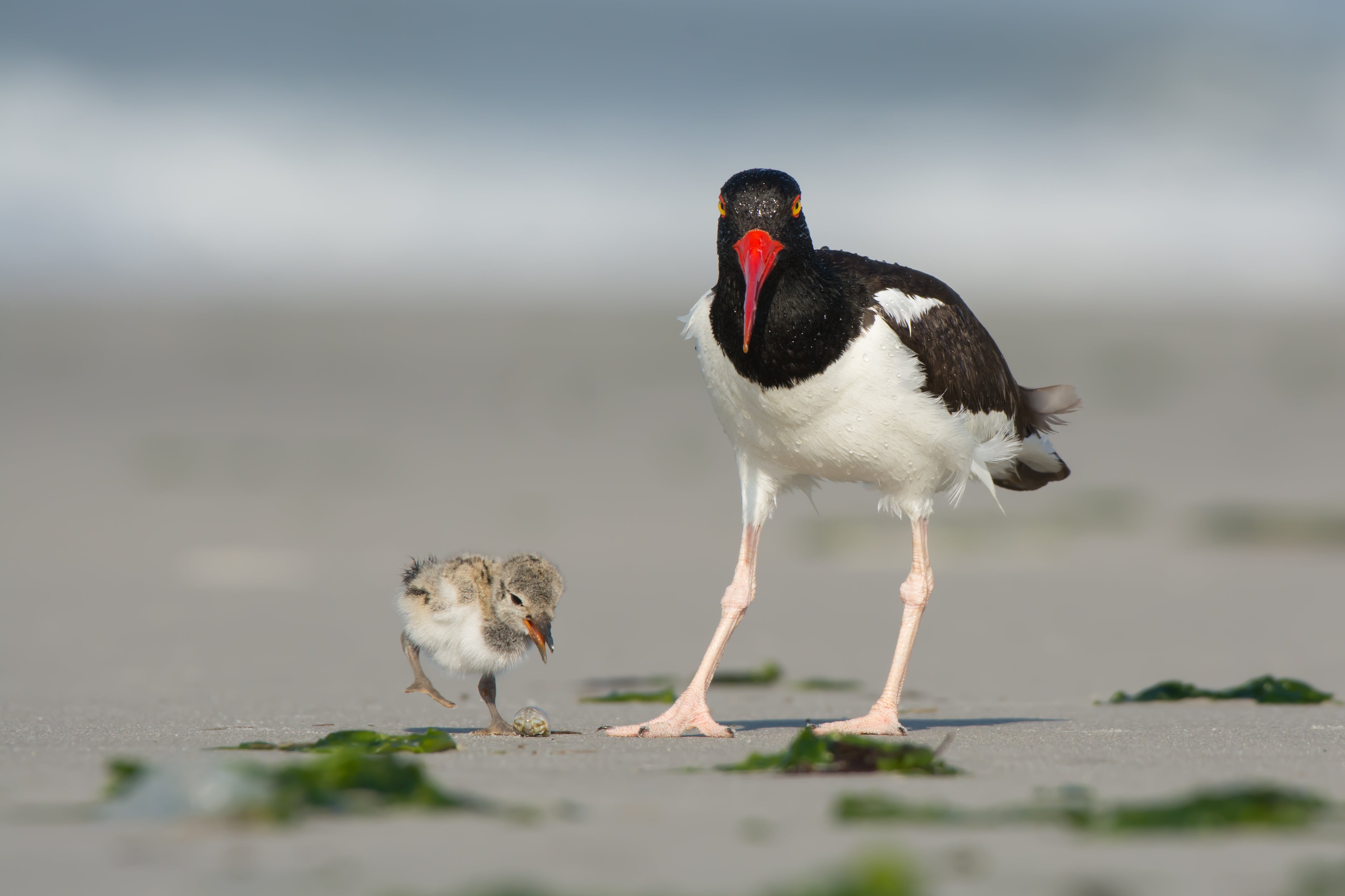 An adult Oyster Catcher and chick