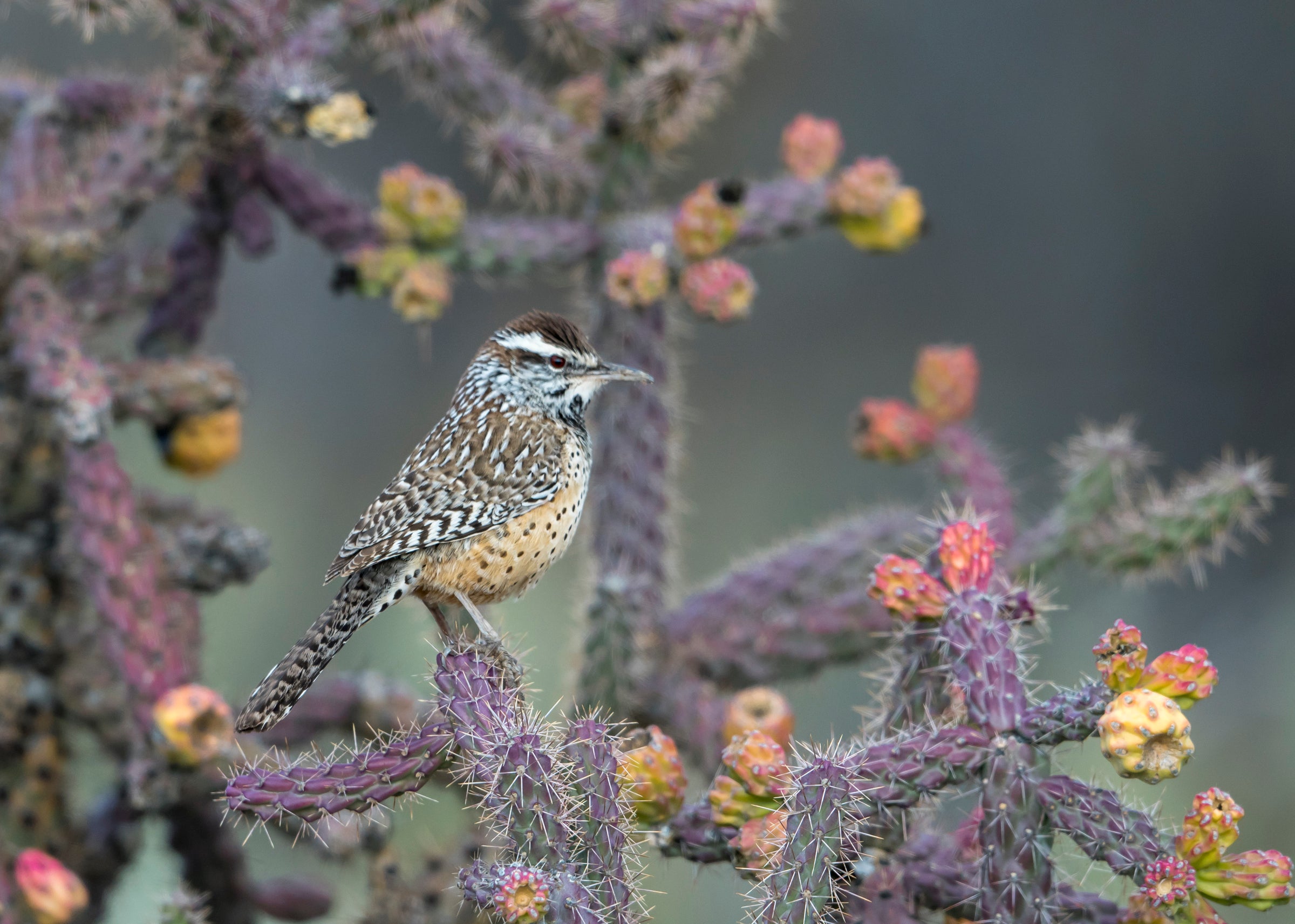 Cactus Wren