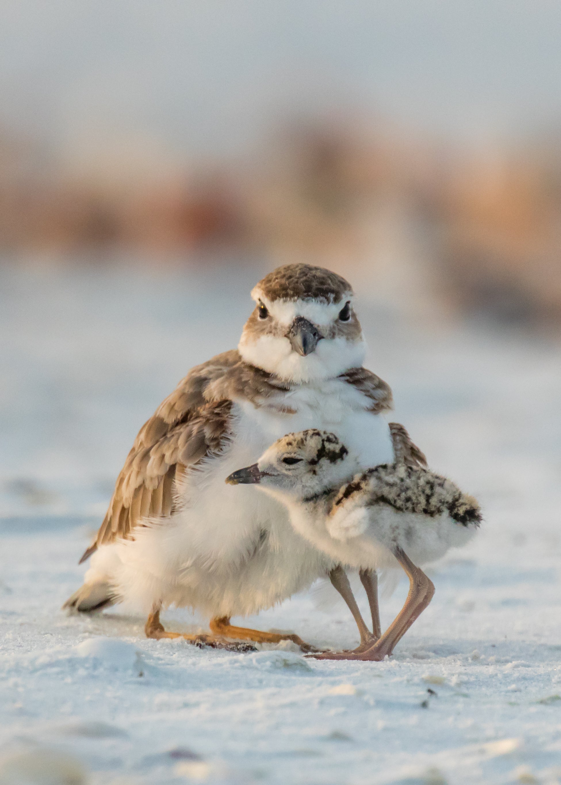 A fluffy plover sits on the sand with it's fluffy chick. 