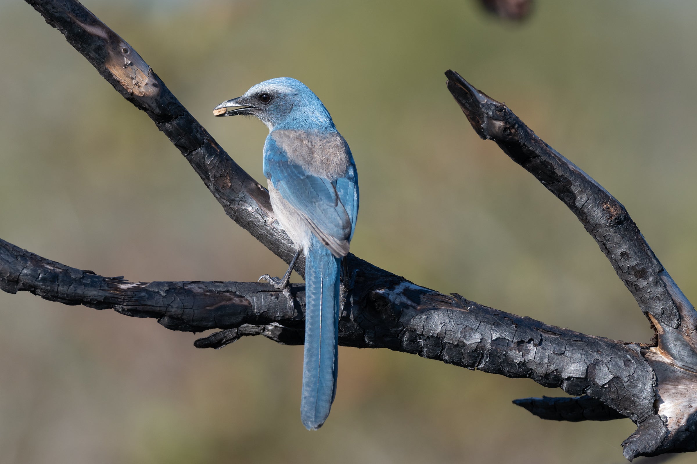 Florida Scrub-Jay on a burned branch.