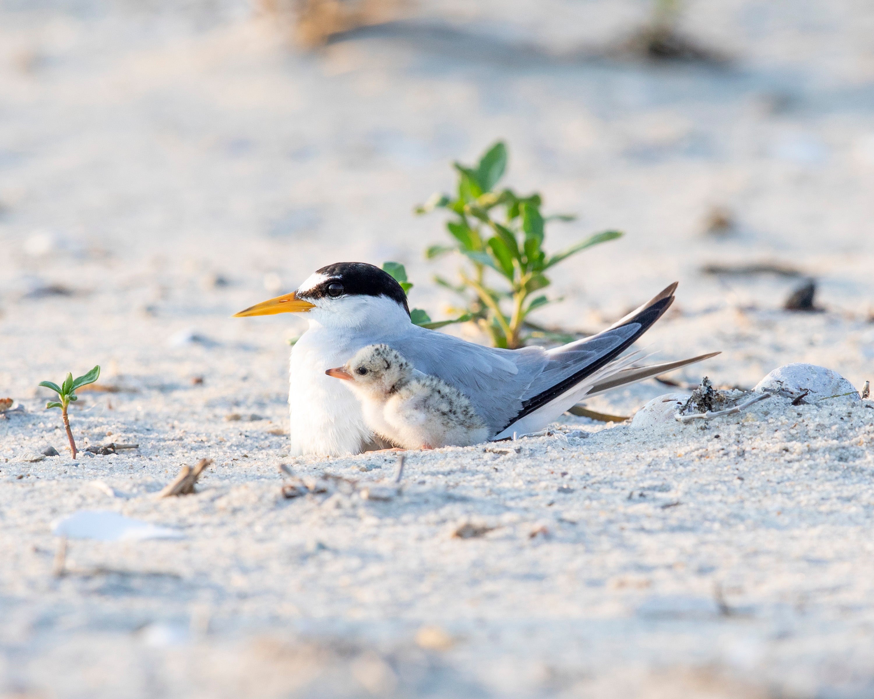 A Least Tern adult and chick sit together in the sand.