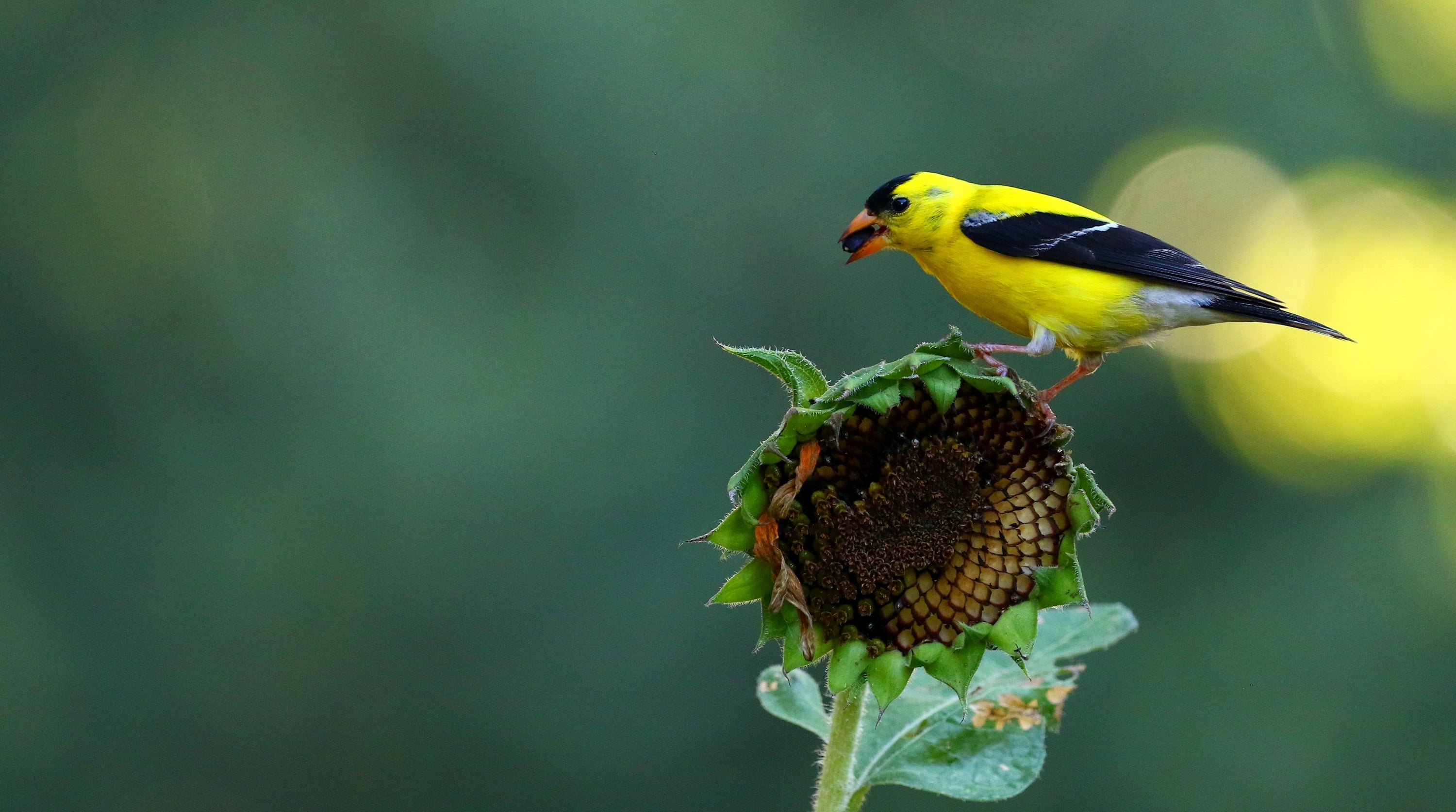 American Goldfinch and common sunflower. Photo: Supun Wellappuli Arachchi/Audubon Photography Awards