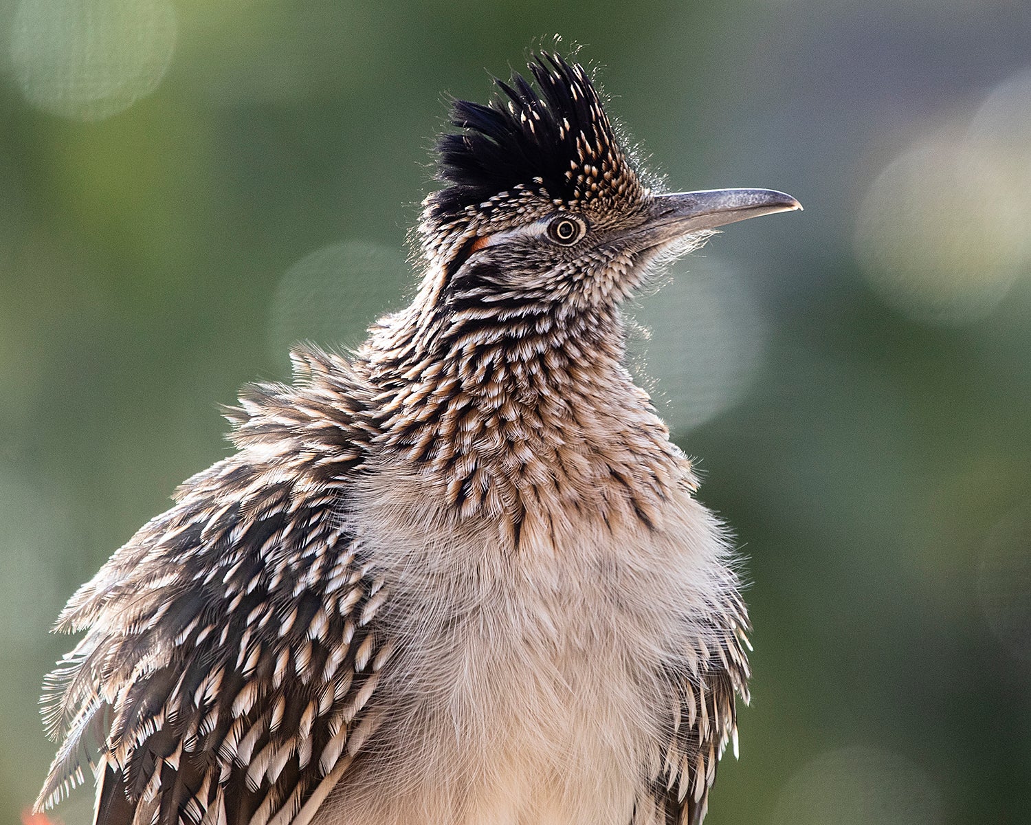 Greater Roadrunner. Photo: Mike Edwards/Audubon Photography Awards