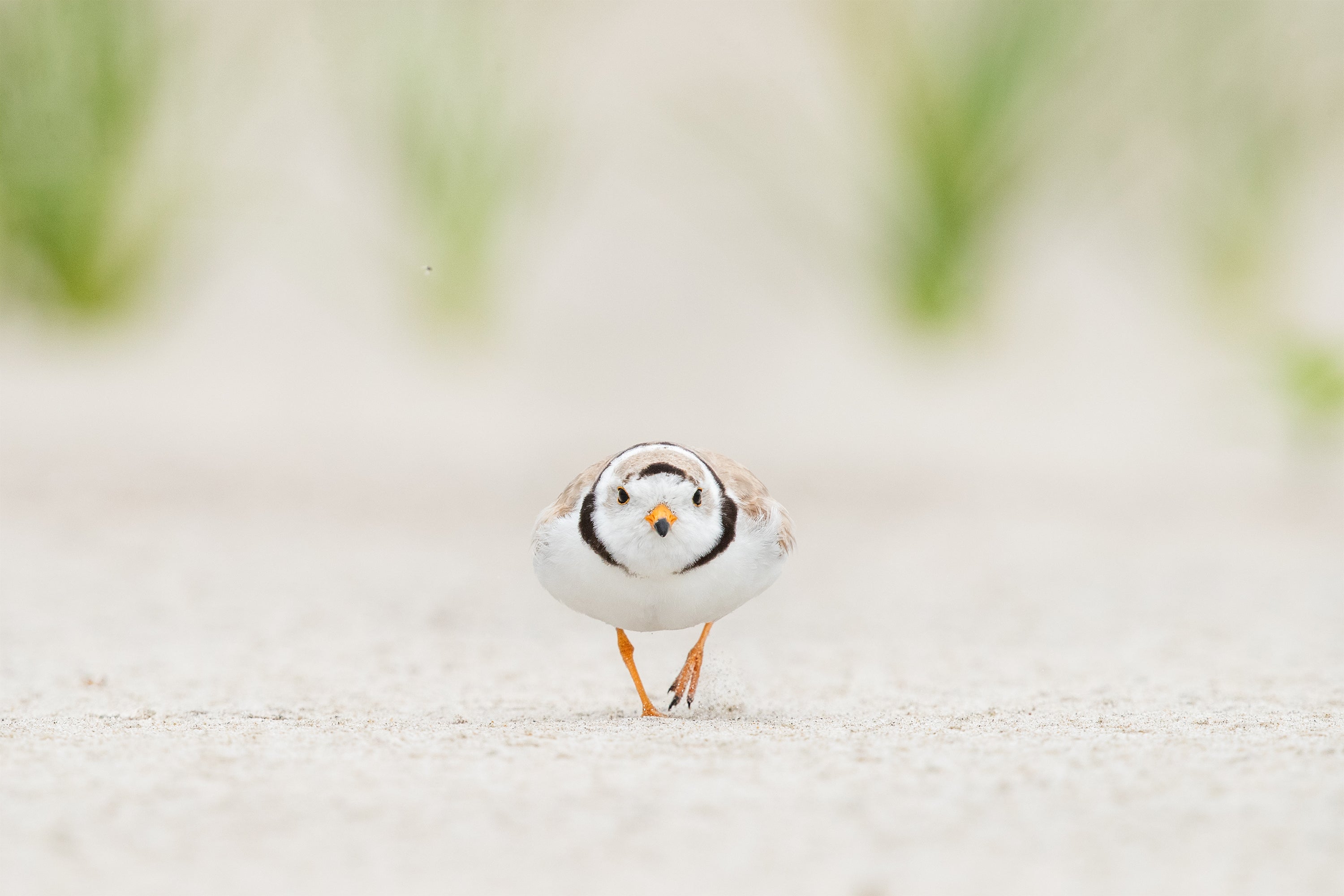 A little round bird running straight down the beach at you