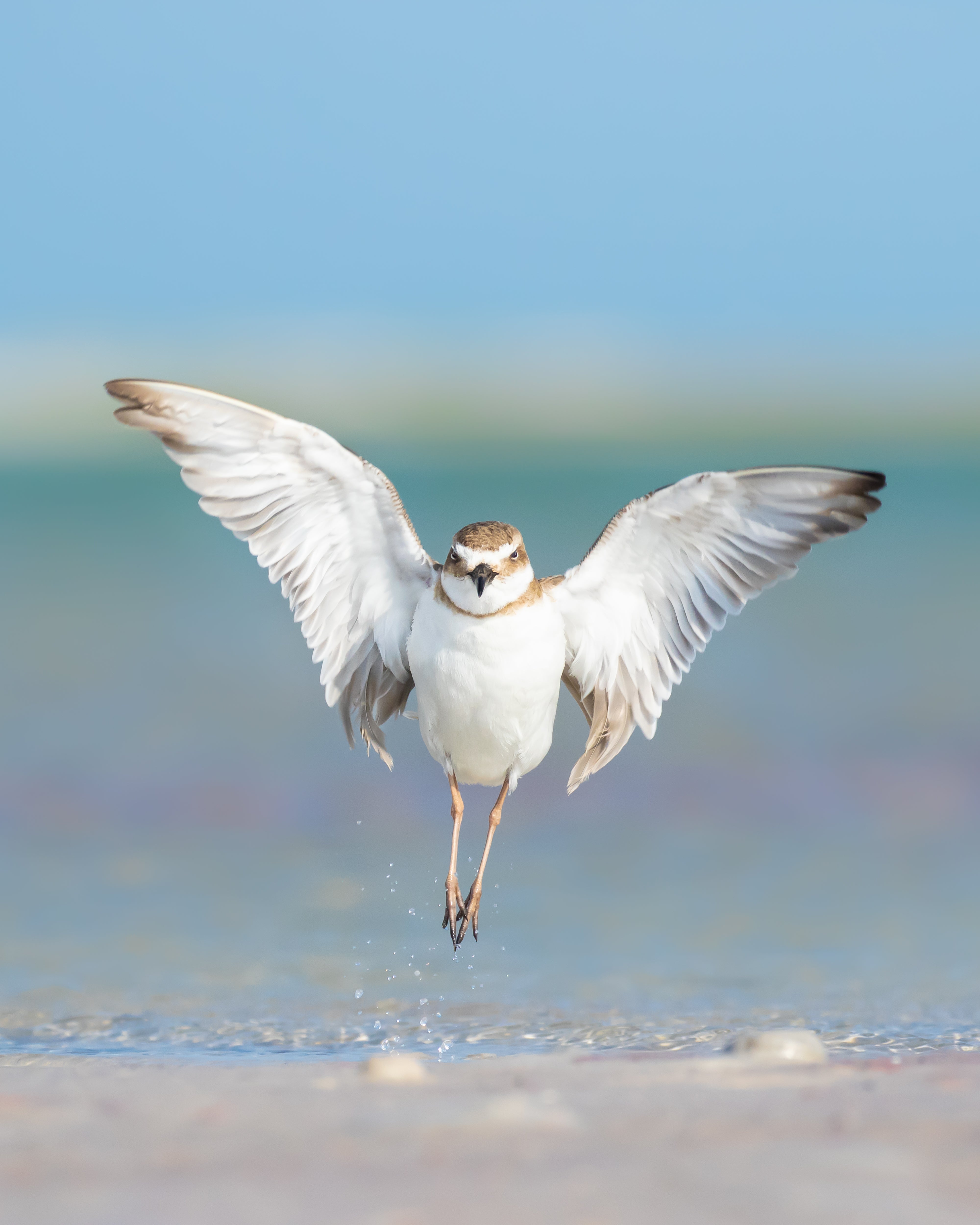 A bird with bright white wings landing on a sandy beach