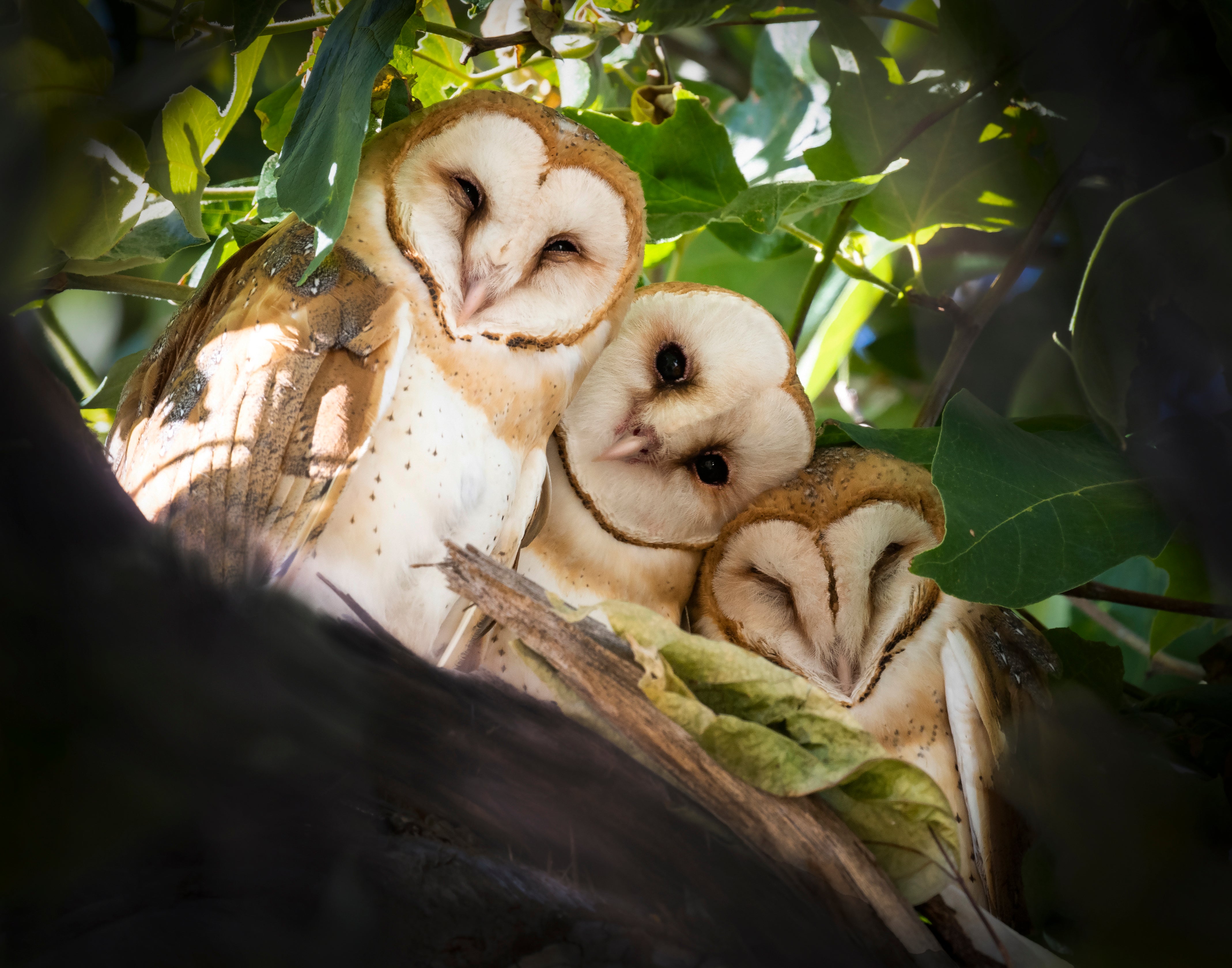 American Barn Owl, Alameda County, California