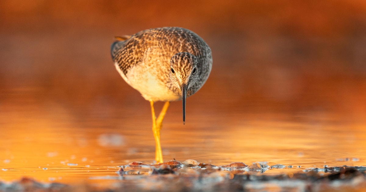 Audubon Alaska Launches Anchorage Birding Trail