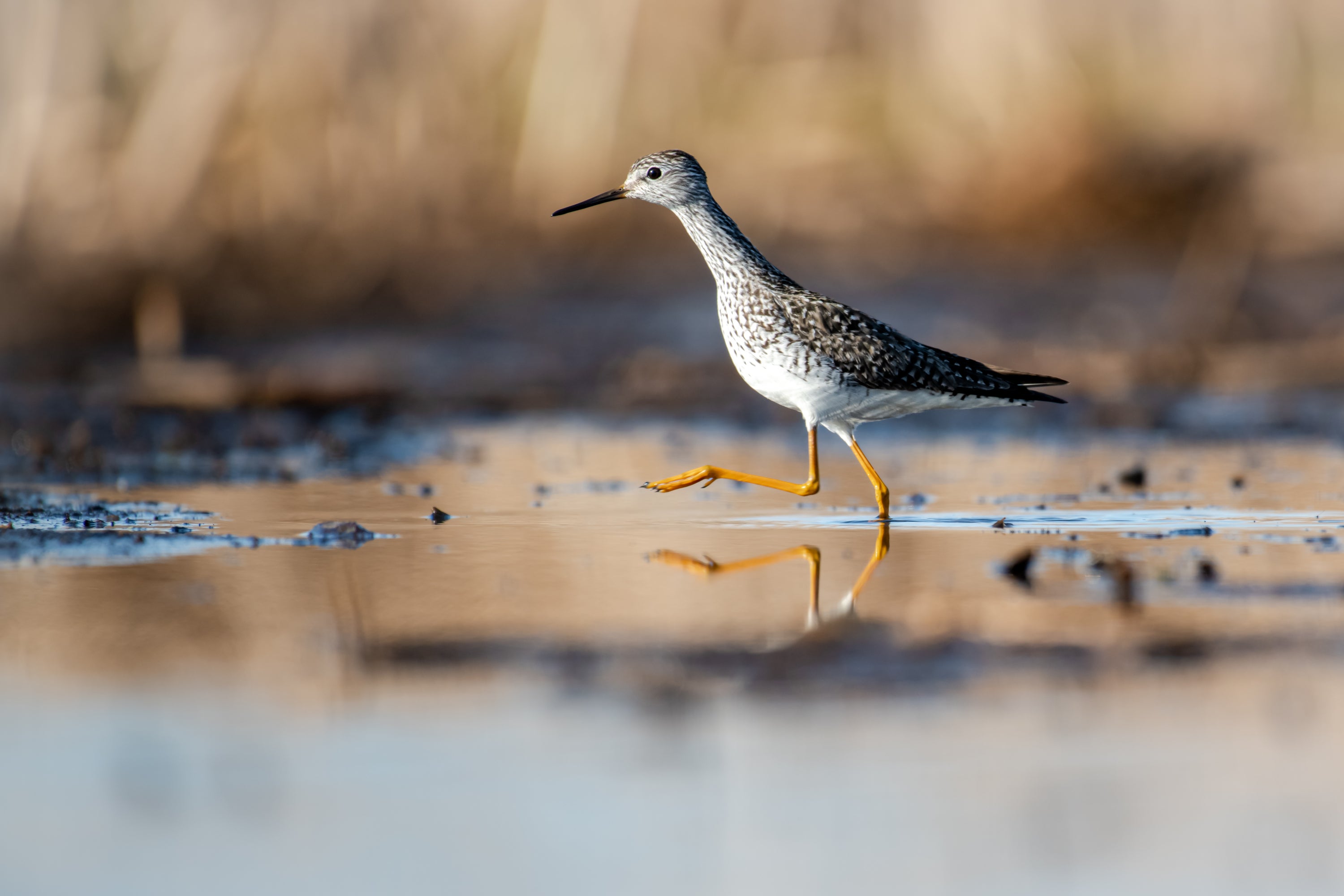 A Lesser Yellowlegs walks in the water