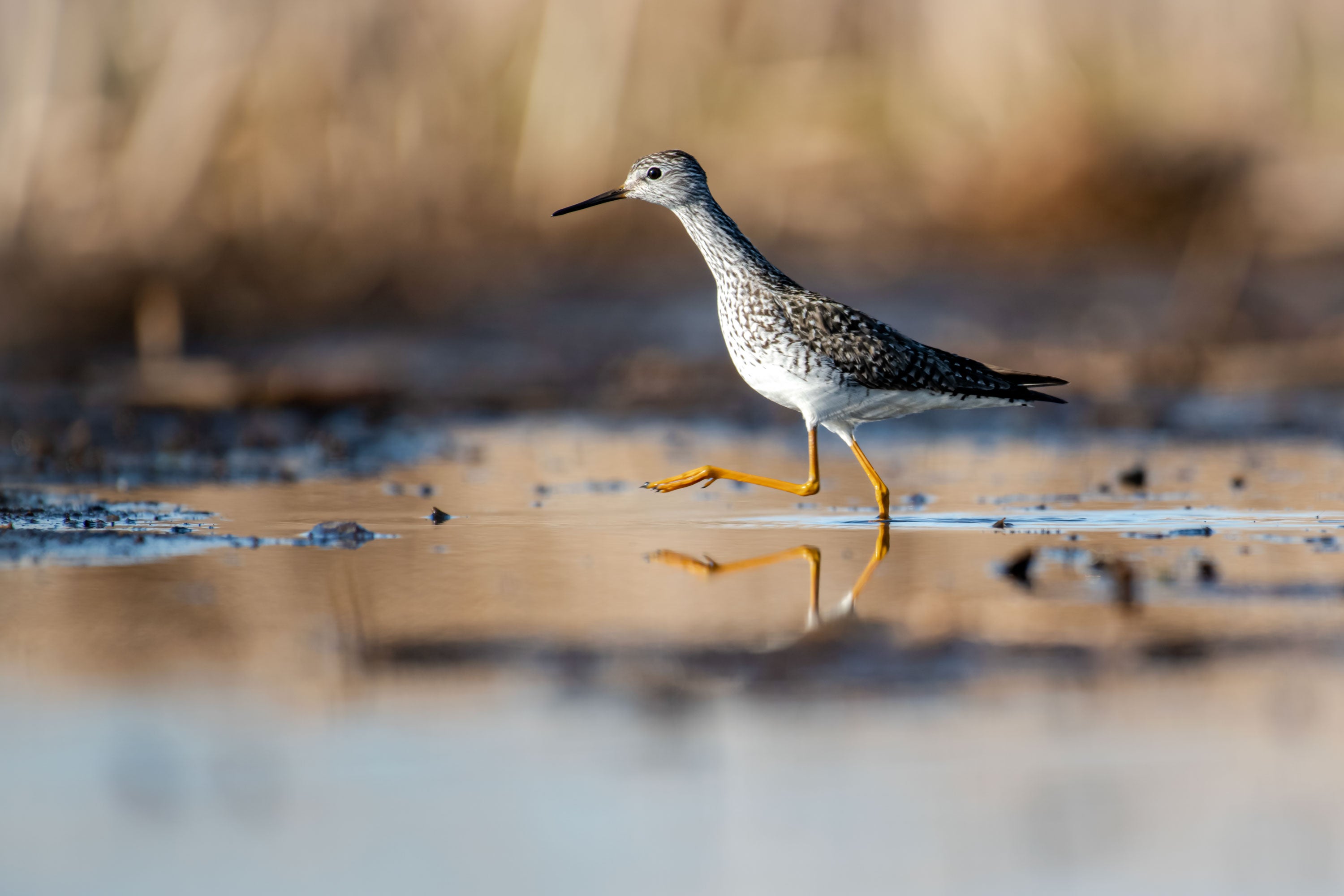 A Lesser Yellowlegs walks in shallow water.