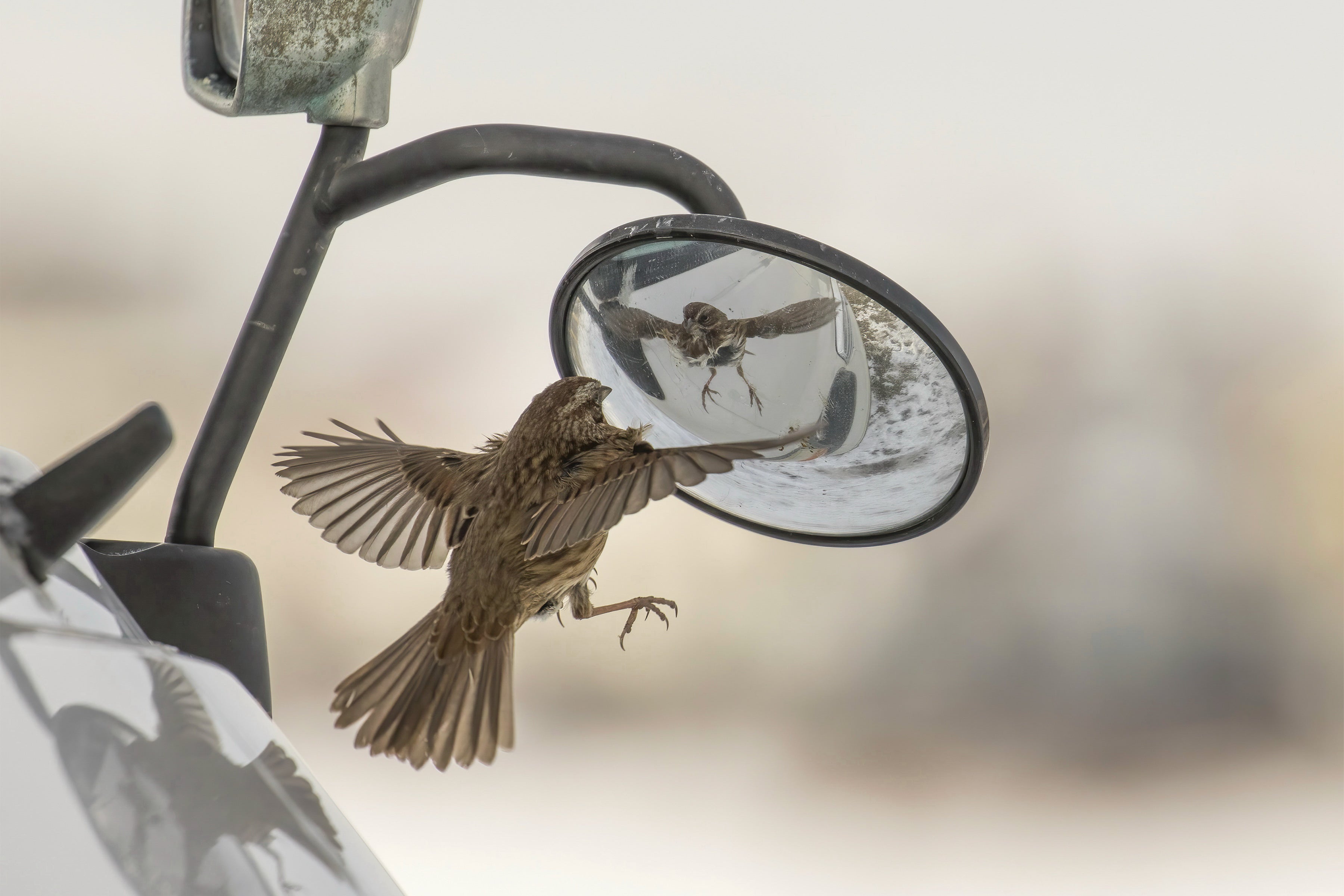 A Song Sparrow hovering in front of a rearview mirror fighting its reflection.