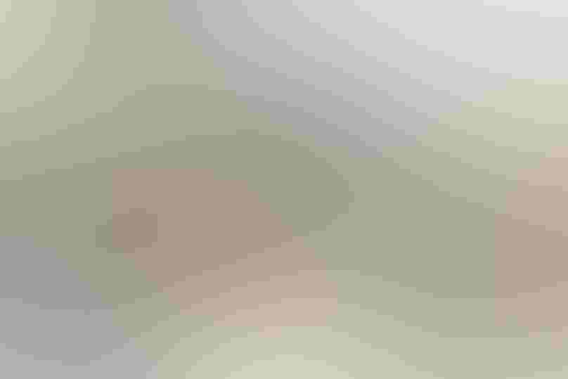 Song Sparrow. Photo: Shayne Kaye/Audubon Photography Awards A Song Sparrow hovering in front of a rearview mirror fighting its reflection.