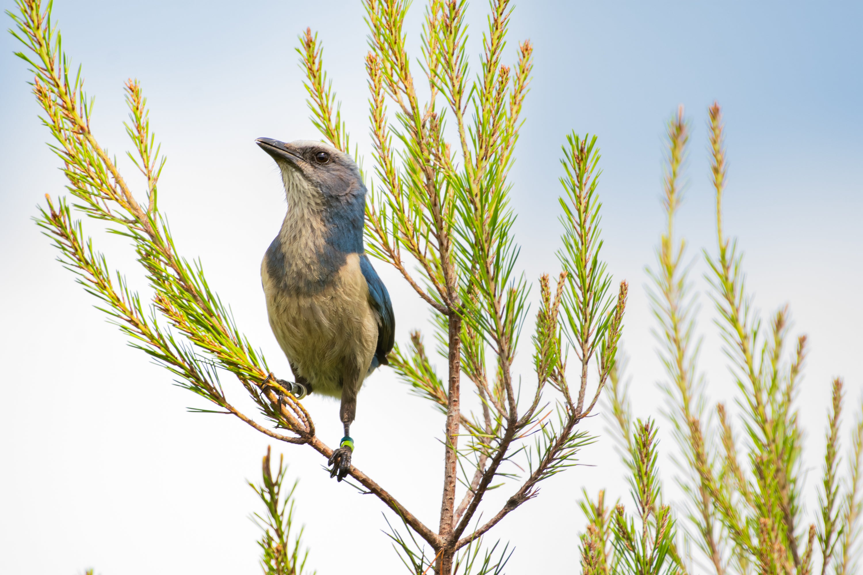 Florida Scrub-Jay in a tree