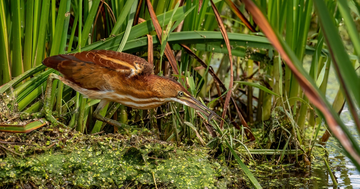 Rallen Marsh Bird Monitoring Hub | Audubon