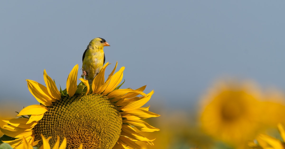 Audubon Events Marking Earth Day 2026 | Audubon