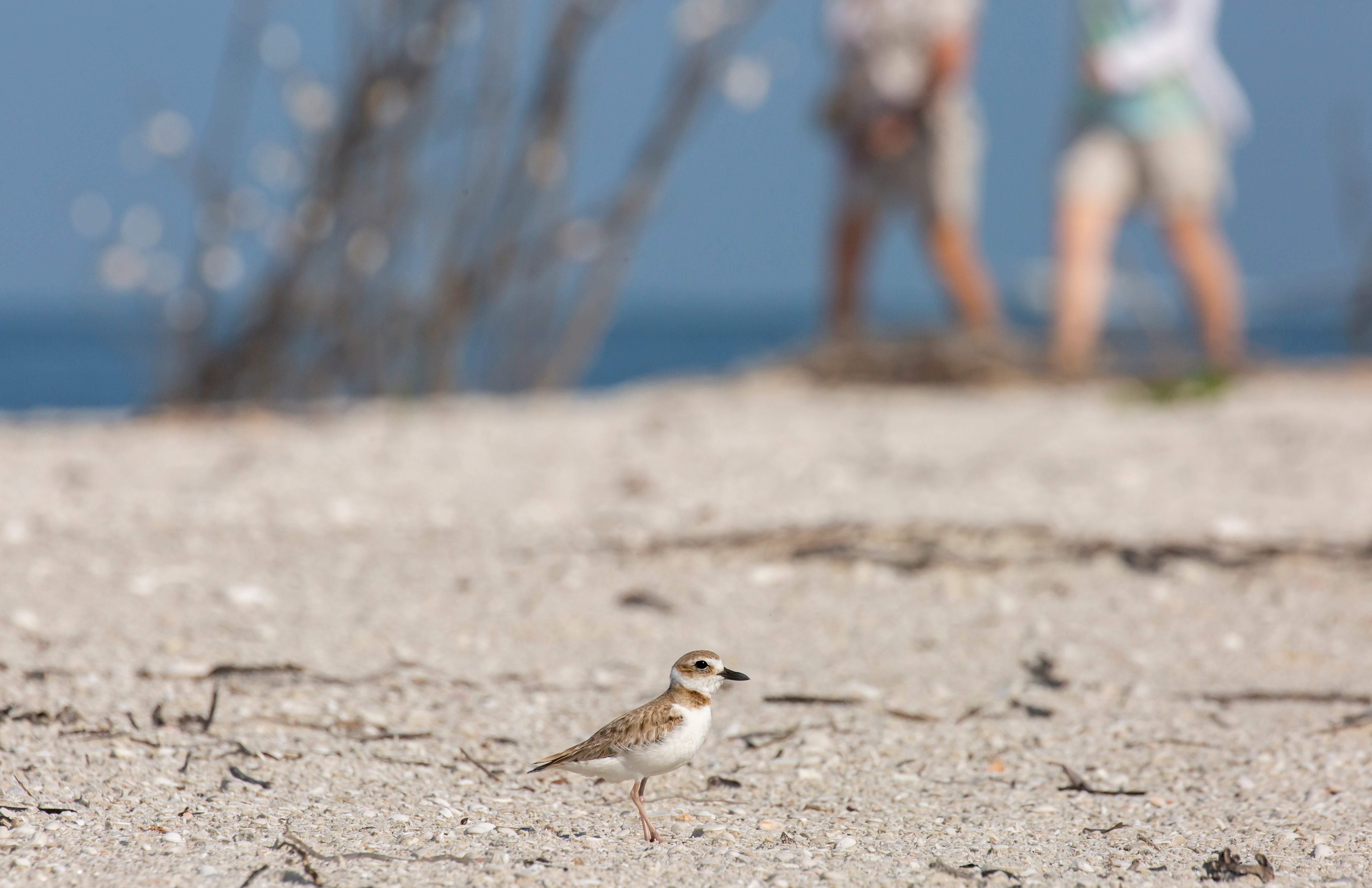 A small bird stands alone on a beach
