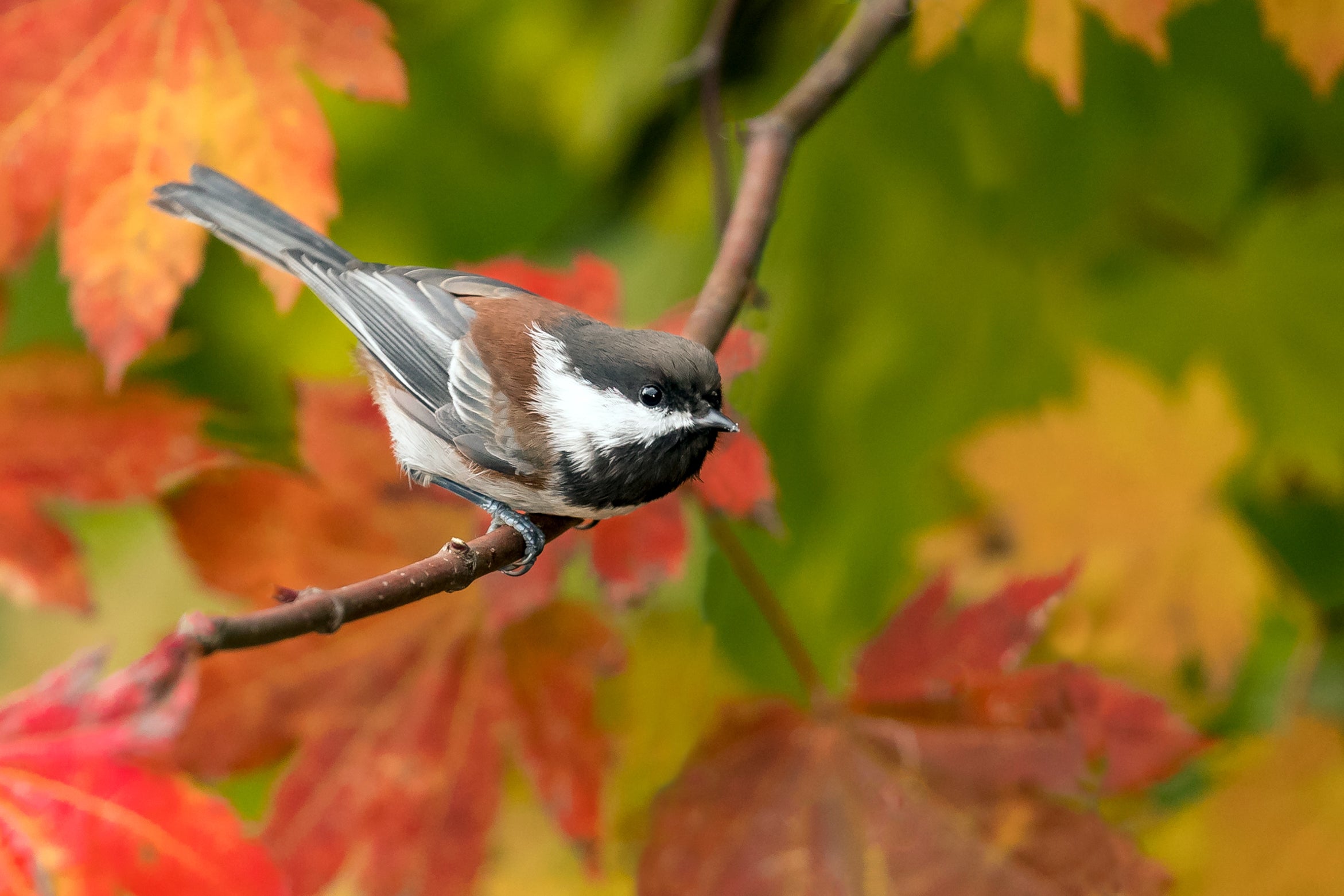 Chestnut-backed Chickadee, Acer circinatum (Vine Maple), Redmond, Washington