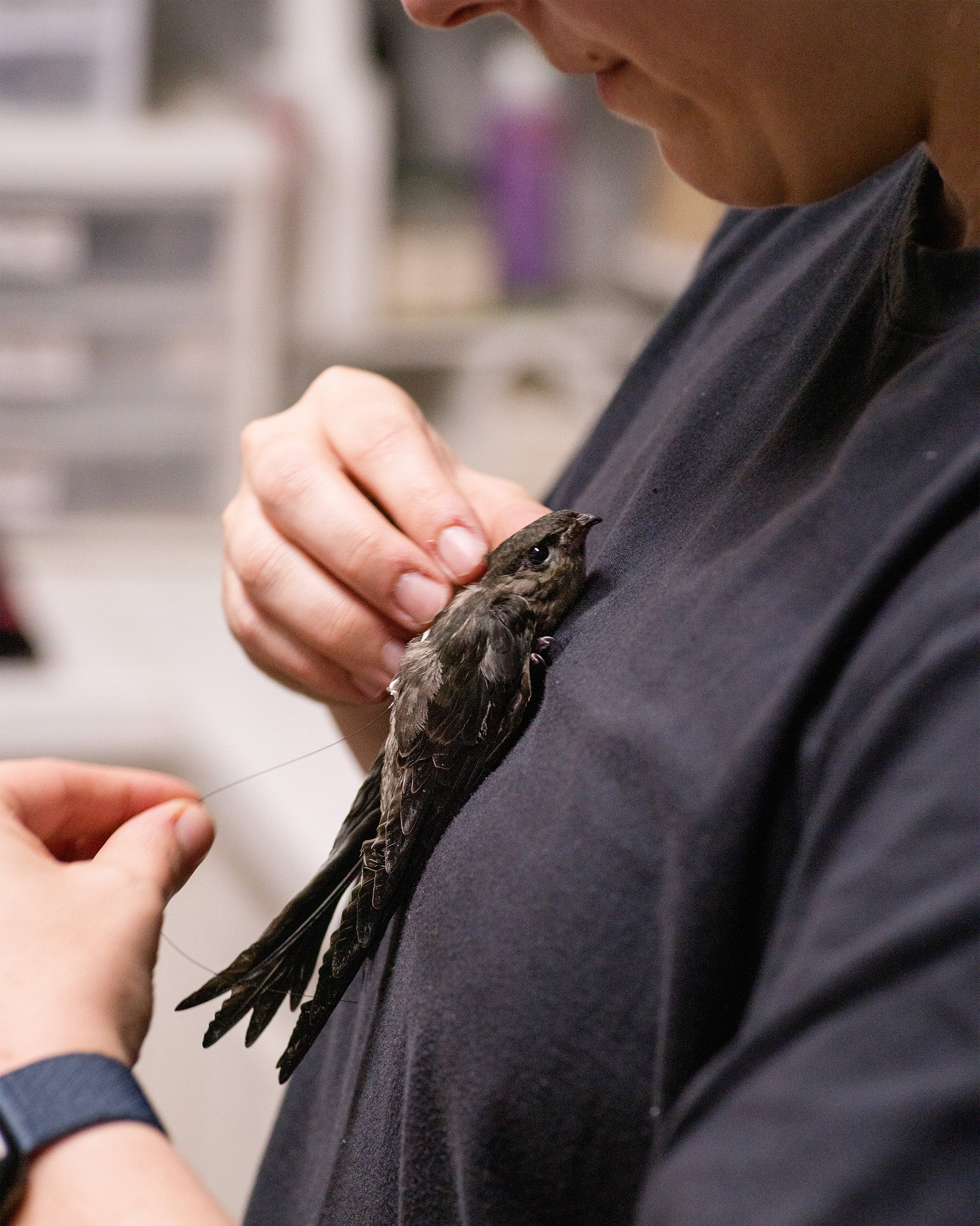 Got to Chimney Swift Migration Is Full of Mysteries—but Rehabbed Birds Could Spill the Species' Secrets article