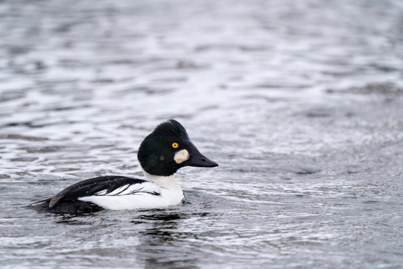 A Common Goldeneye swims in the Cache la Poudre River in Fort Collins, Colorado