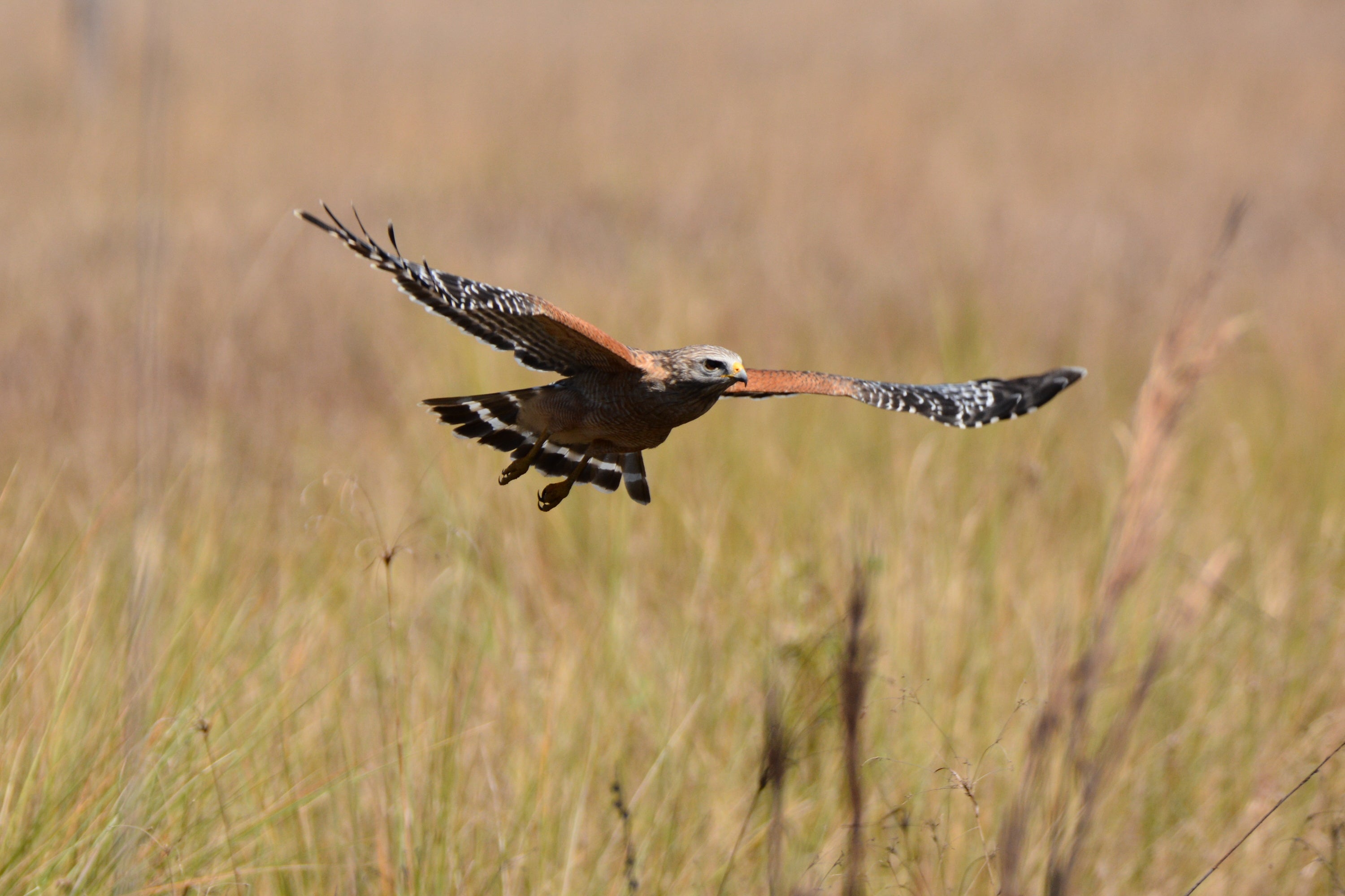 A Red-shouldered Hawk in low flight over grasslands.
